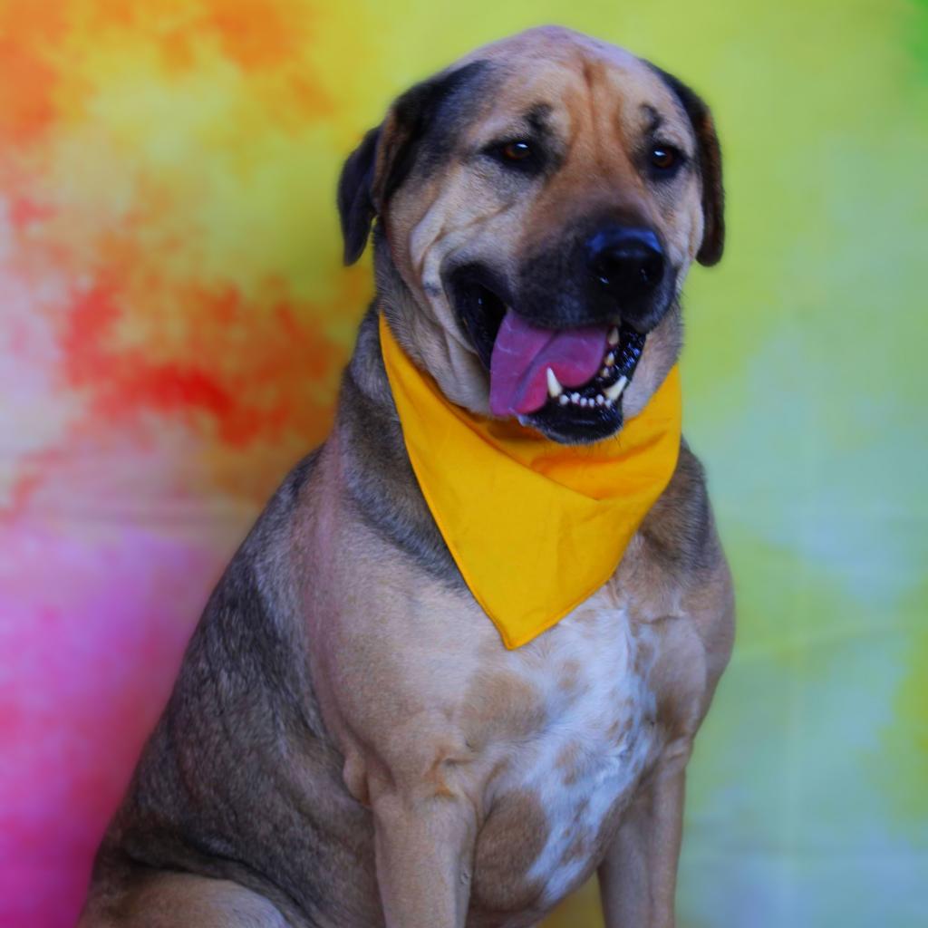 Enlarge Finn JuM AKA Gage DD*, a Adoptable mixed breed in Austin, TX image 1/6