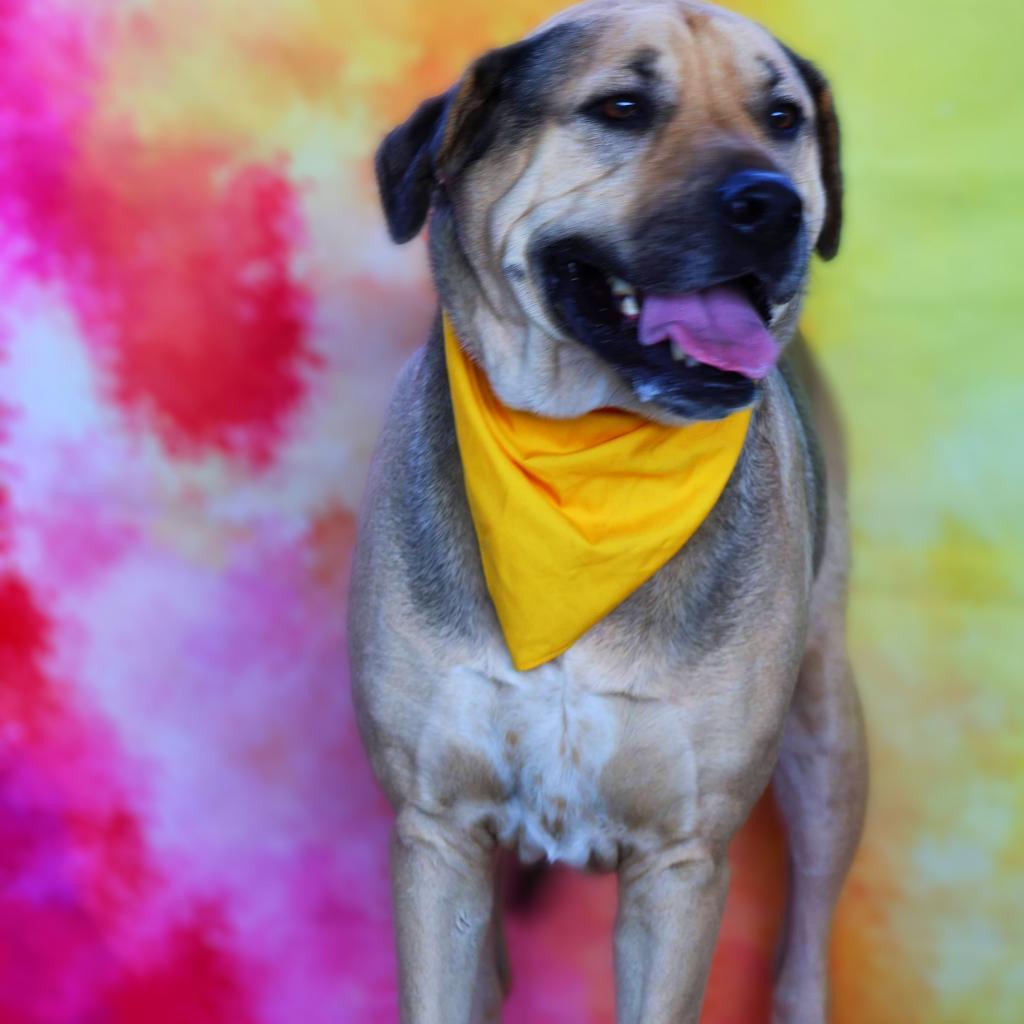 Finn JuM AKA Gage DD*, a Adoptable mixed breed in Austin, TX image 6/6