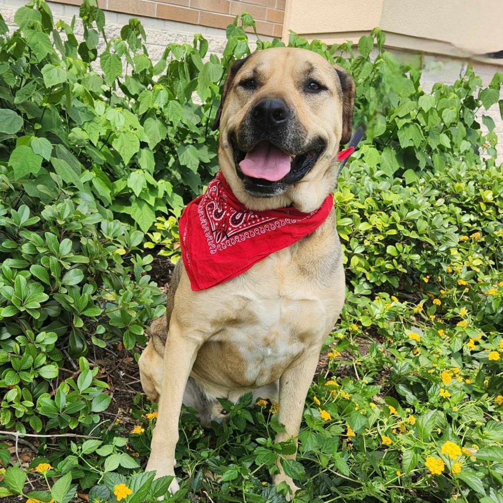 Enlarge Finn JuM AKA Gage DD*, a Adoptable mixed breed in Austin, TX image 4/6