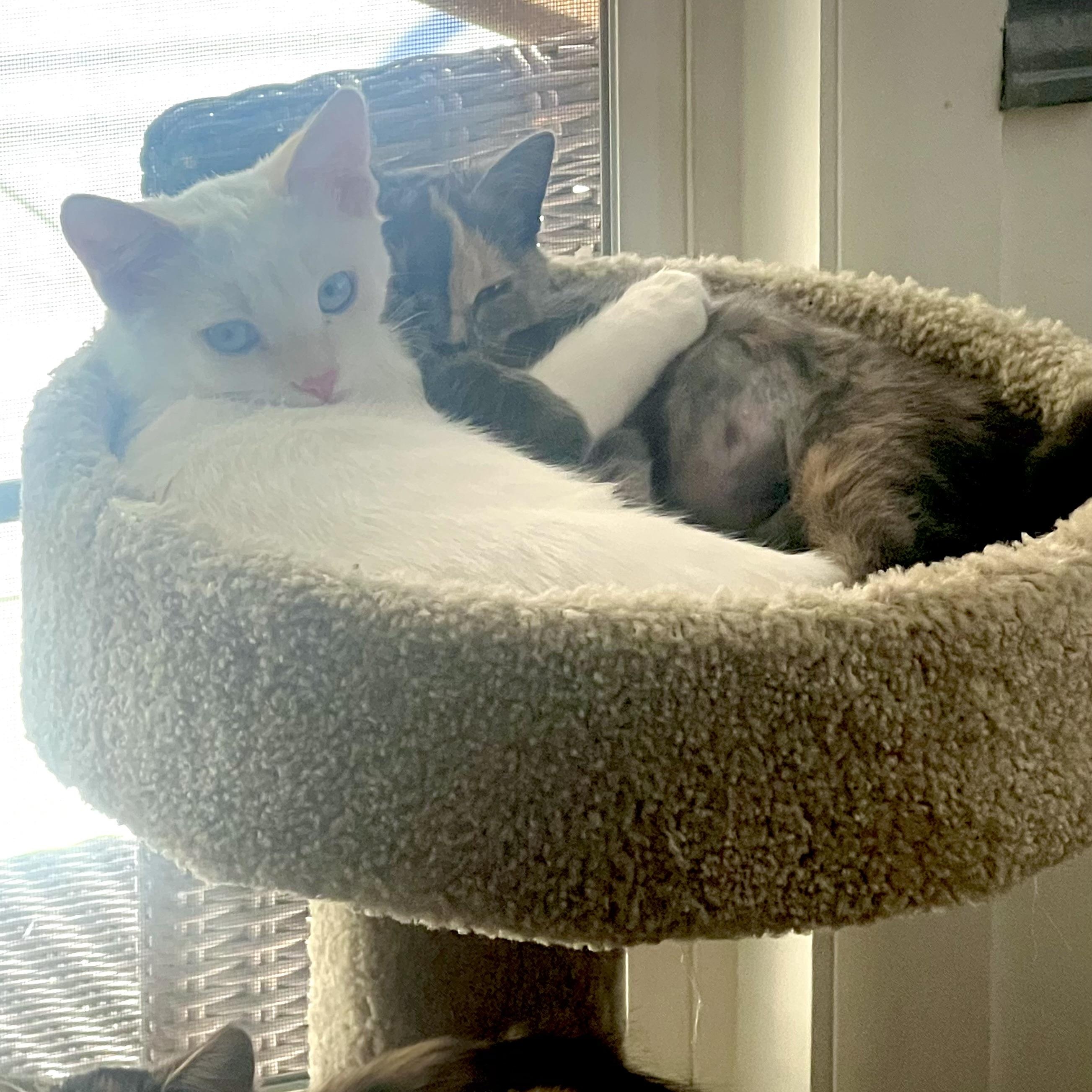 Enlarge Keurig, an adopted Siamese in Santa Ana, CA image 2/3