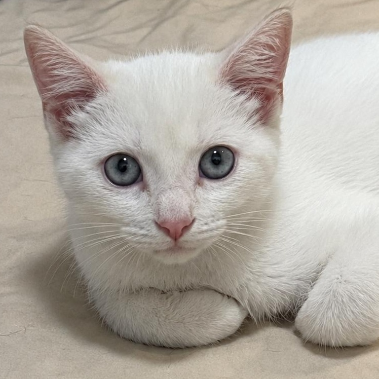 Keurig, adopted, Kitten Male Siamese.