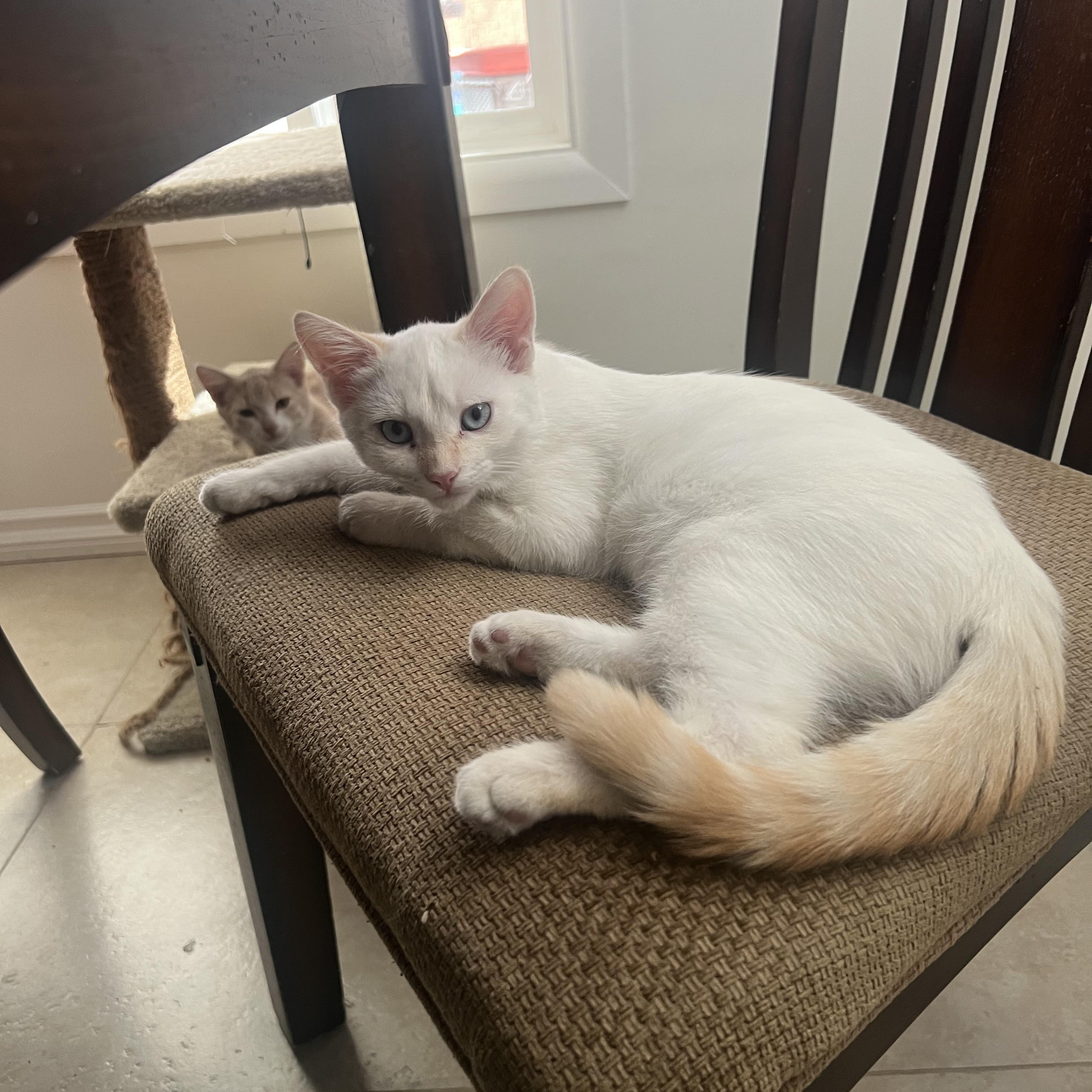 Enlarge Keurig, an adopted Siamese in Santa Ana, CA image 3/3