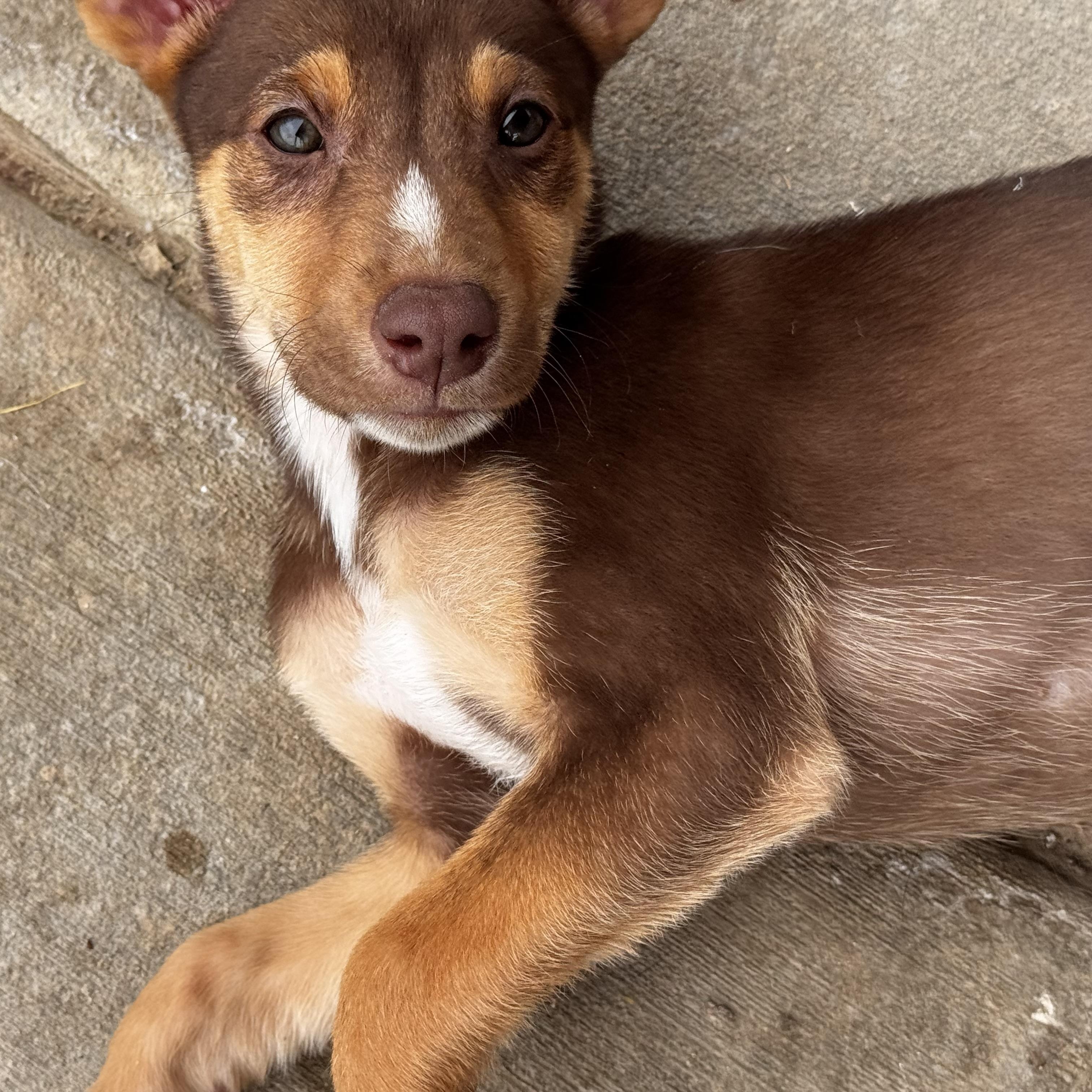 Unicorn, a ADOPTABLE mixed breed in Van Nuys, CA image 1/6