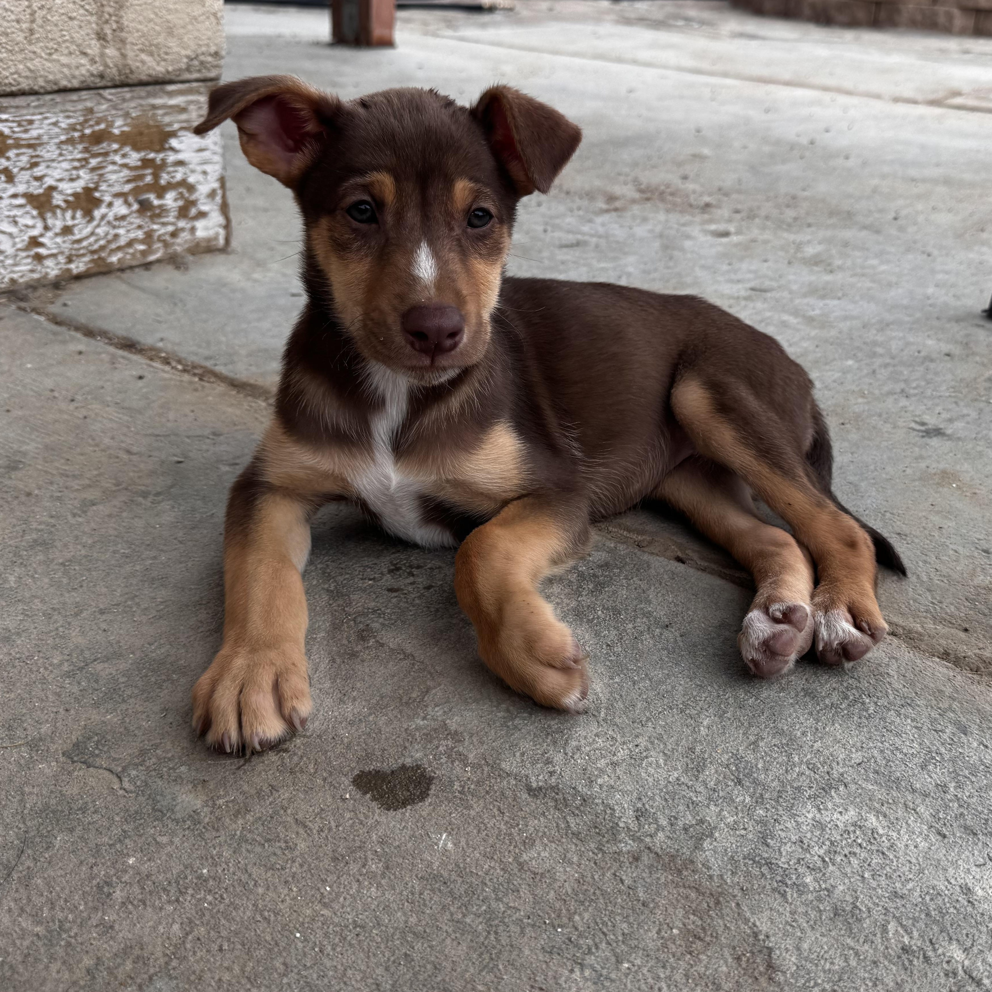 Unicorn, a ADOPTABLE mixed breed in Van Nuys, CA image 5/6