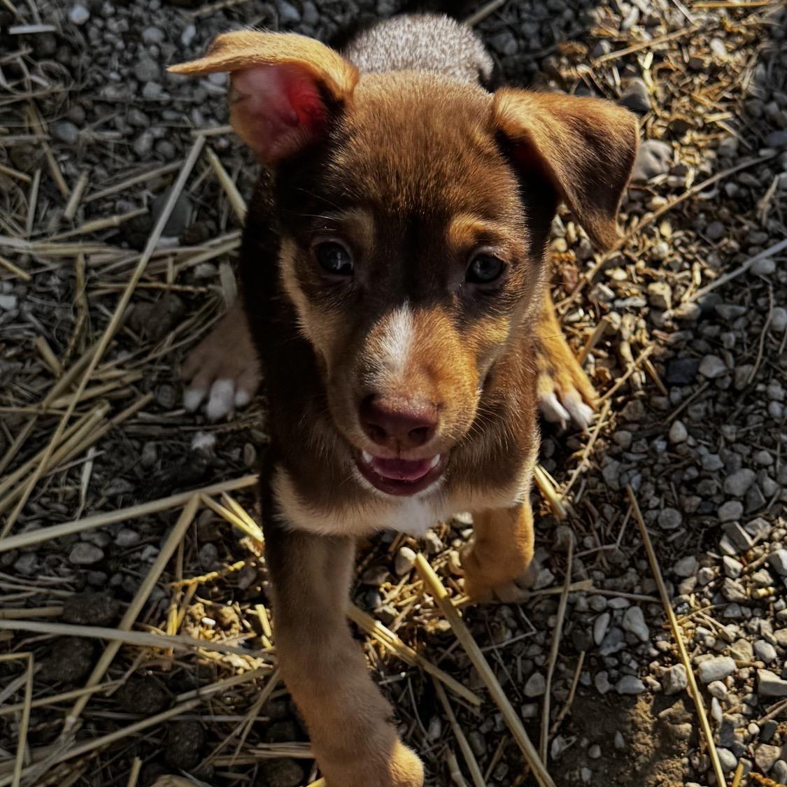 Unicorn, a ADOPTABLE mixed breed in Van Nuys, CA image 4/6