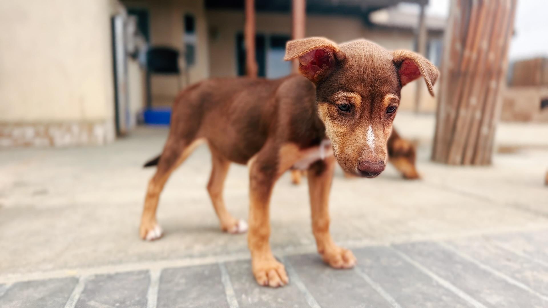 Unicorn, a ADOPTABLE mixed breed in Van Nuys, CA image 2/6