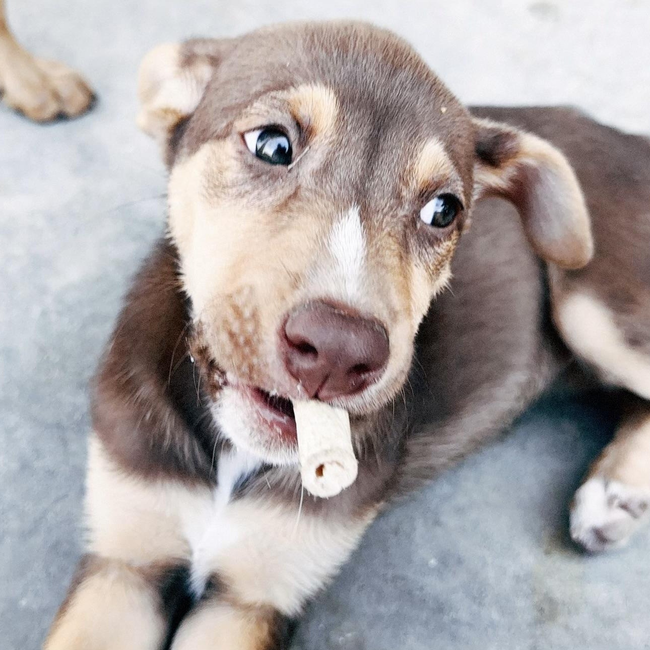 Unicorn, a ADOPTABLE mixed breed in Van Nuys, CA image 3/6