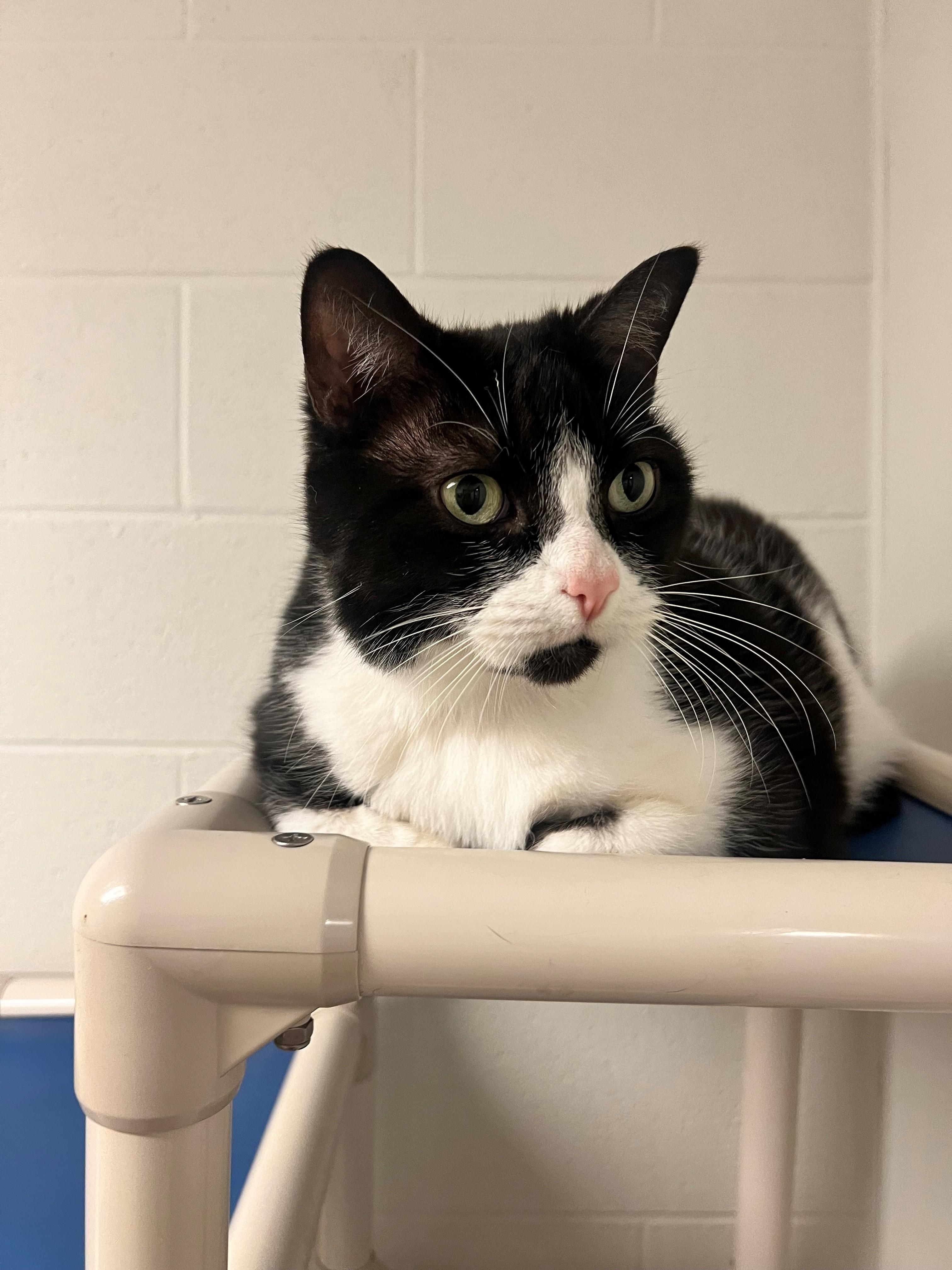 Ricky CA-134/26, adopted, Senior Female Domestic Short Hair.