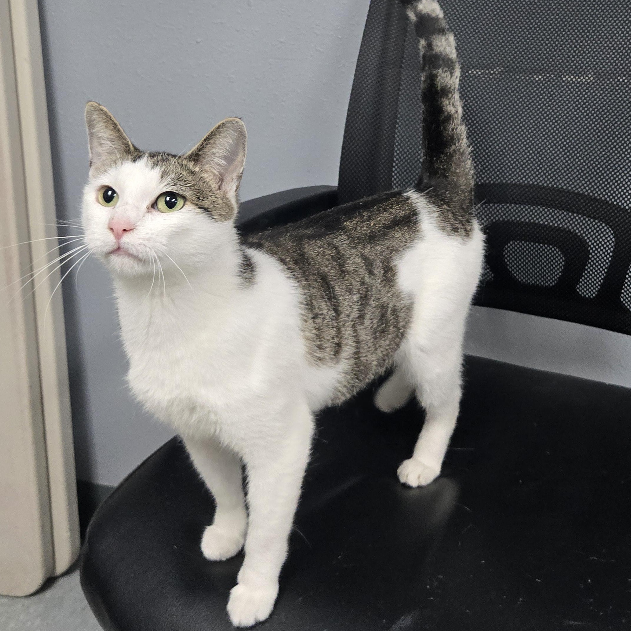 Tezla, a ADOPTABLE mixed breed in Keokuk, IA image 3/3