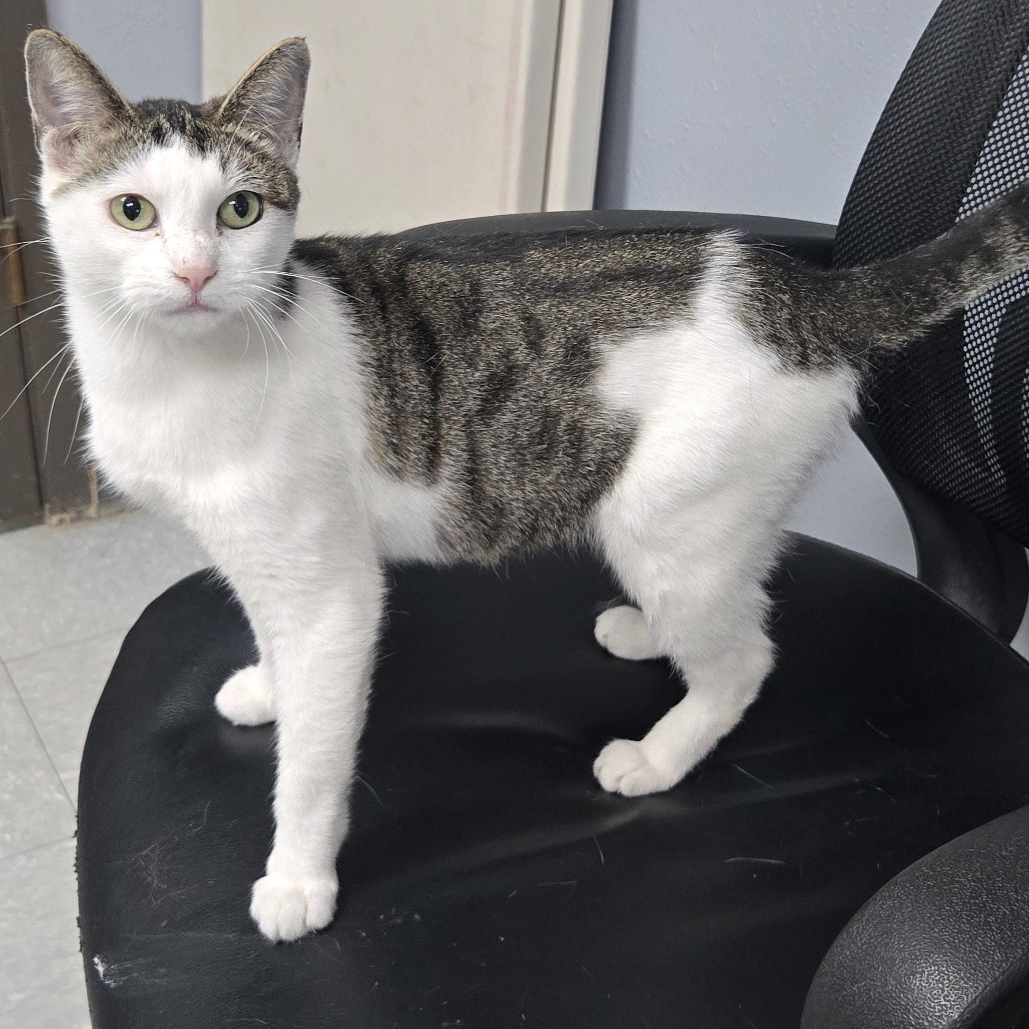 Tezla, a ADOPTABLE mixed breed in Keokuk, IA image 2/3
