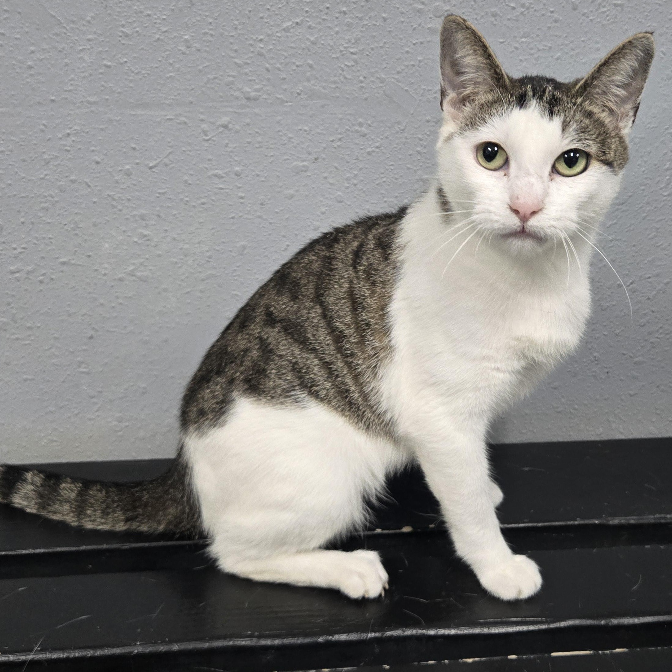 Tezla, a ADOPTABLE mixed breed in Keokuk, IA image 1/3
