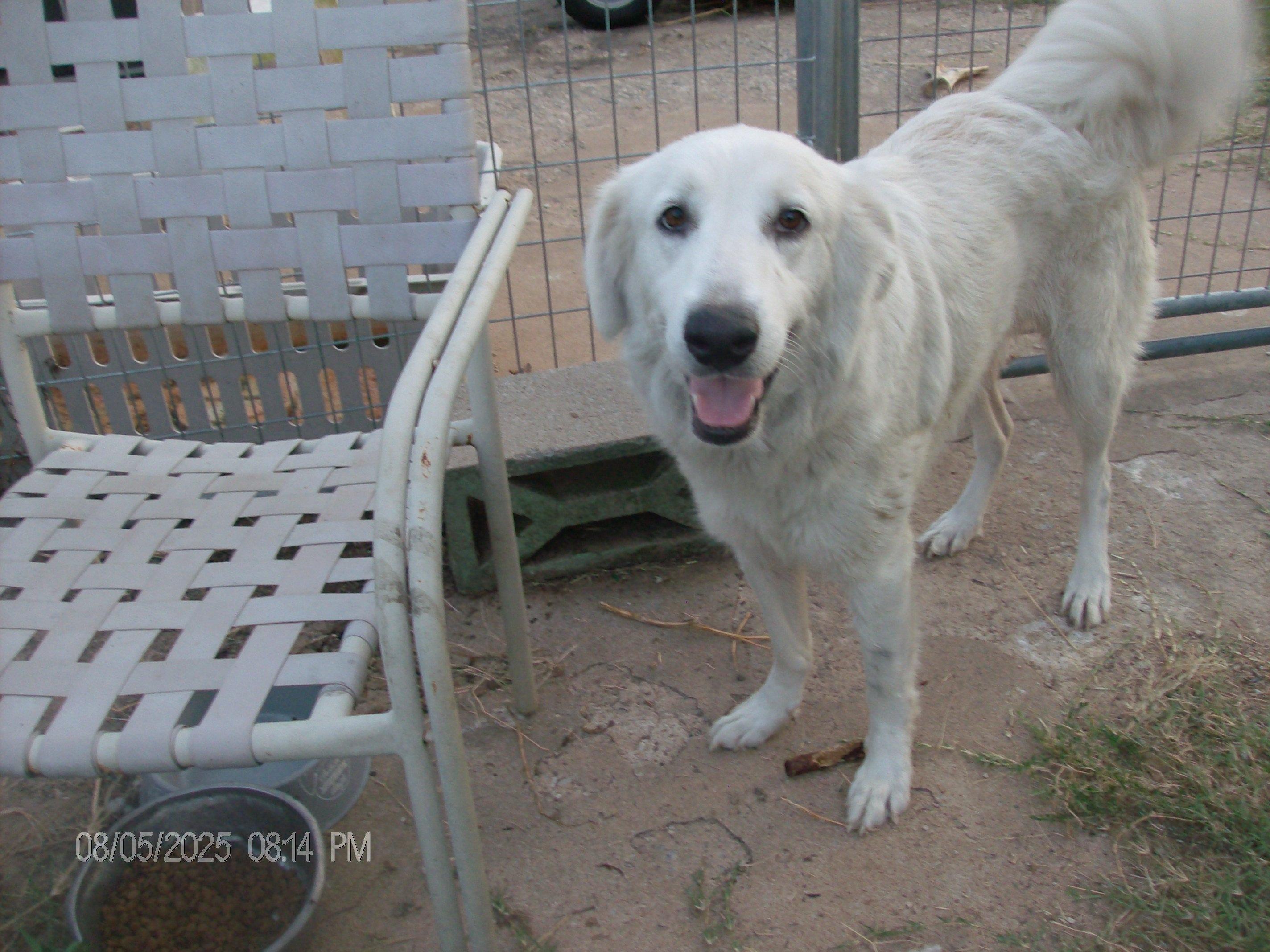 LACIE, a Adopted Great Pyrenees in Kellyville, OK image 1/6