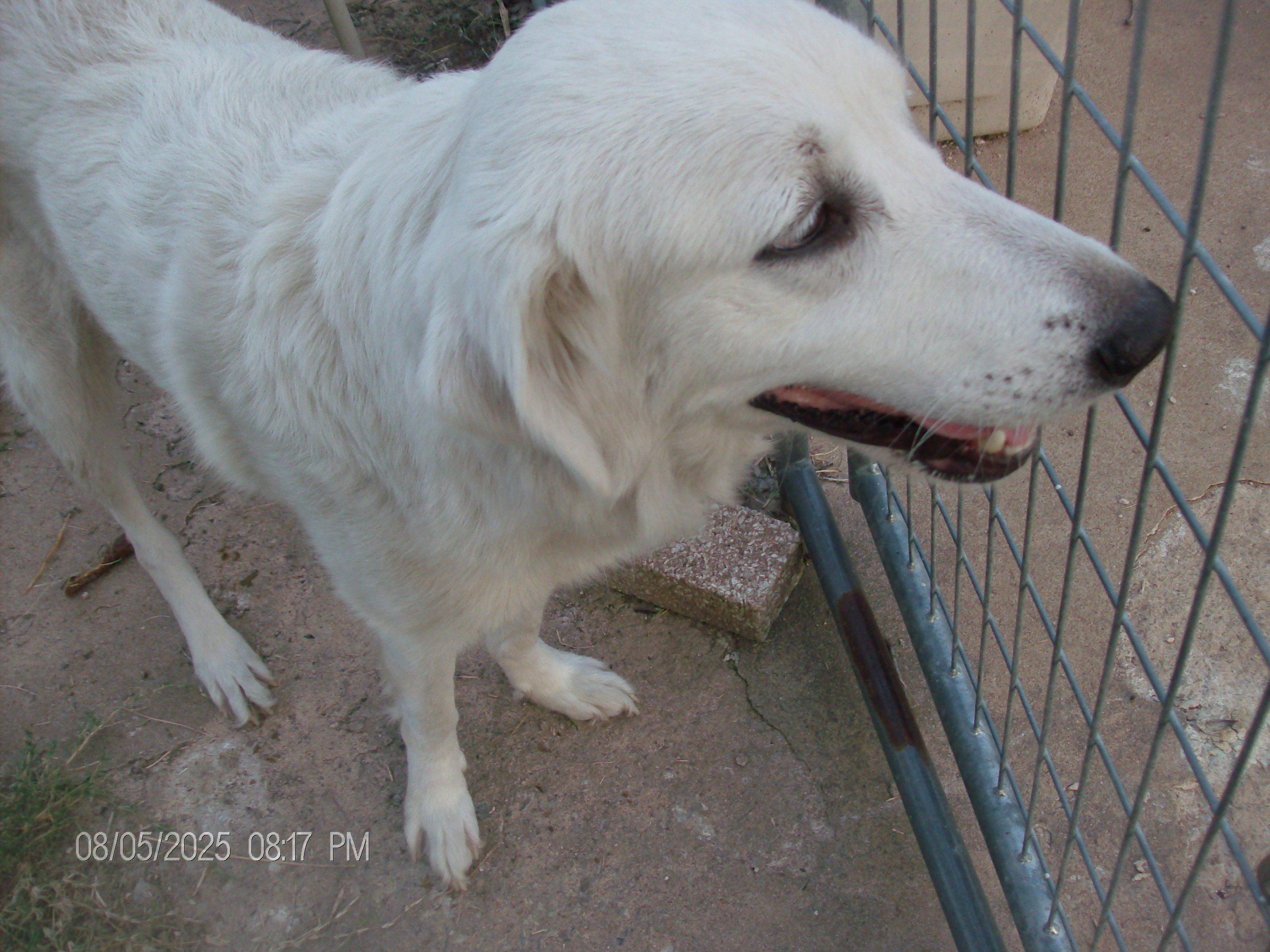 LACIE, a Adopted Great Pyrenees in Kellyville, OK image 4/6