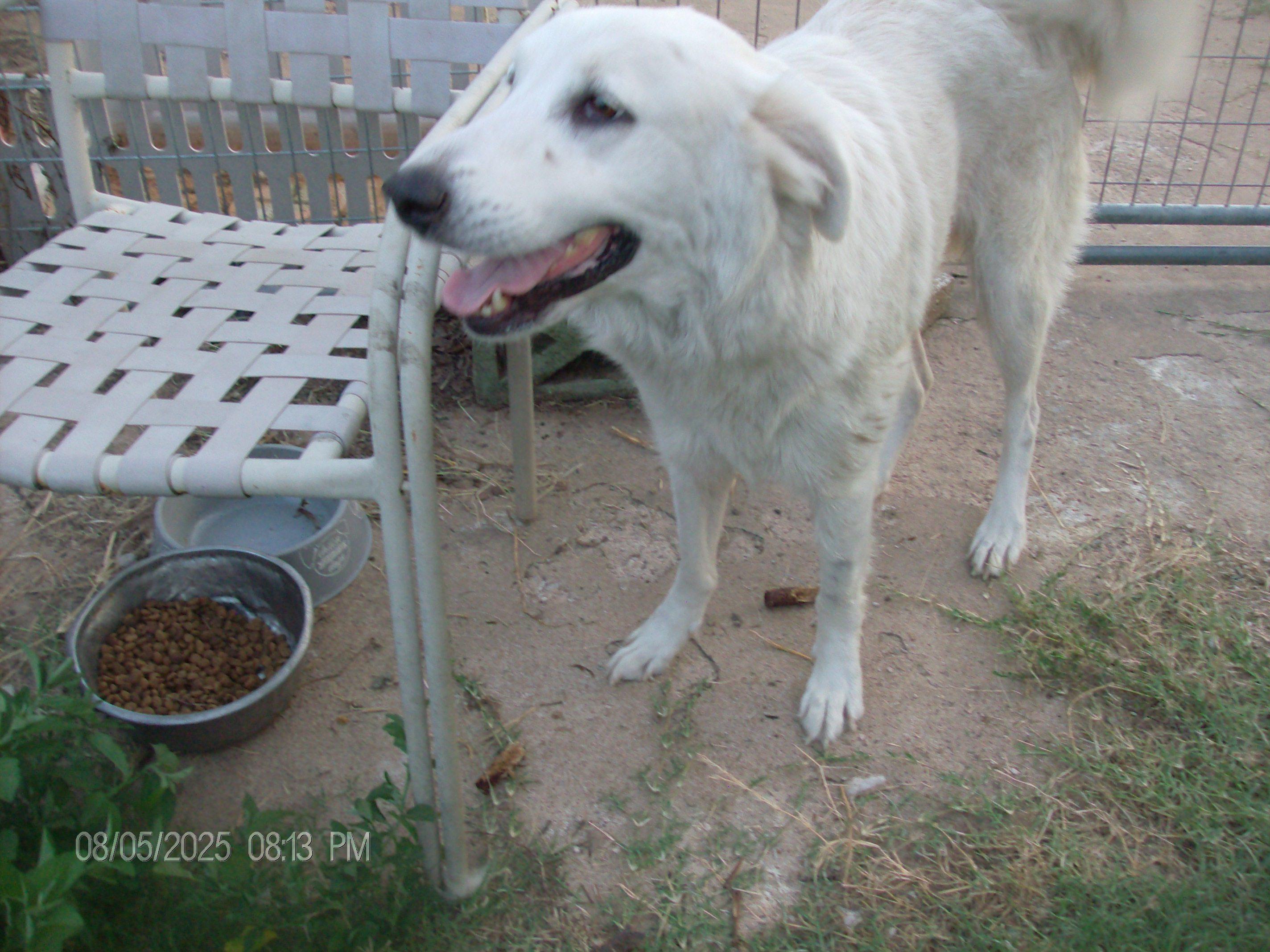LACIE, a Adopted Great Pyrenees in Kellyville, OK image 3/6