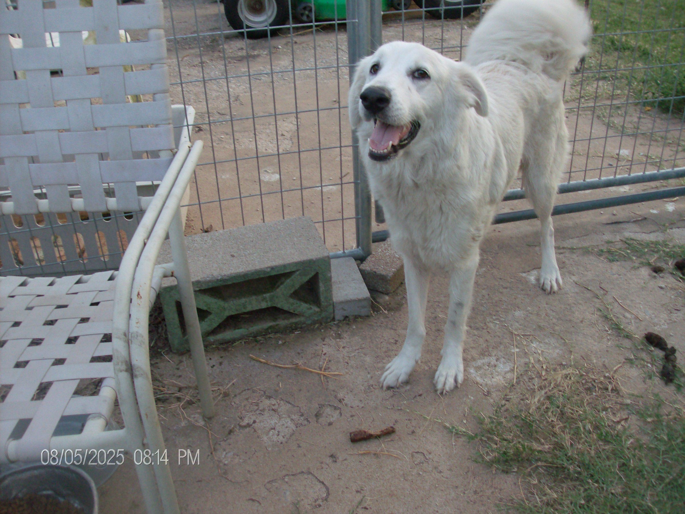 LACIE, a Adopted Great Pyrenees in Kellyville, OK image 6/6