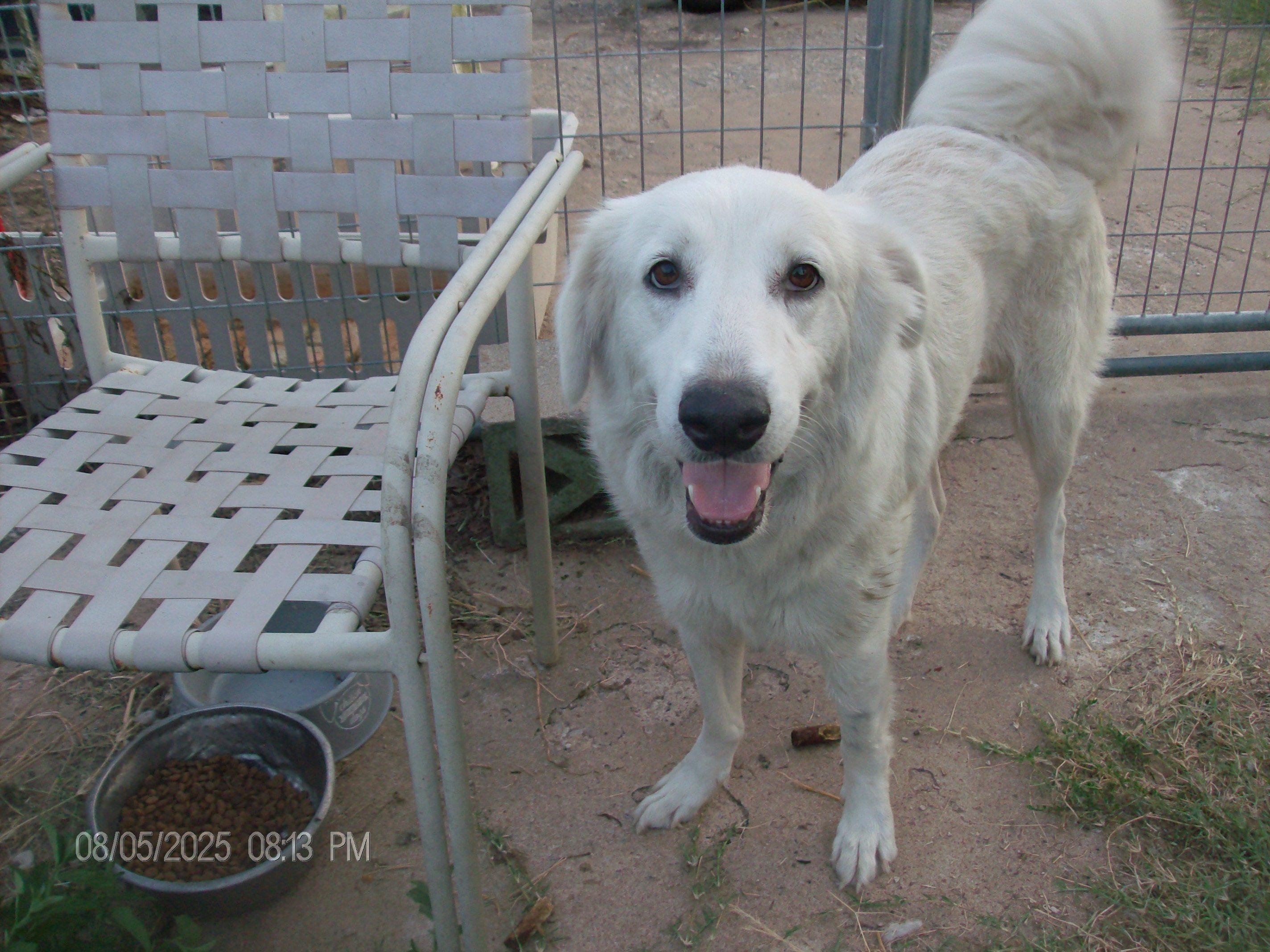 LACIE, a Adopted Great Pyrenees in Kellyville, OK image 2/6