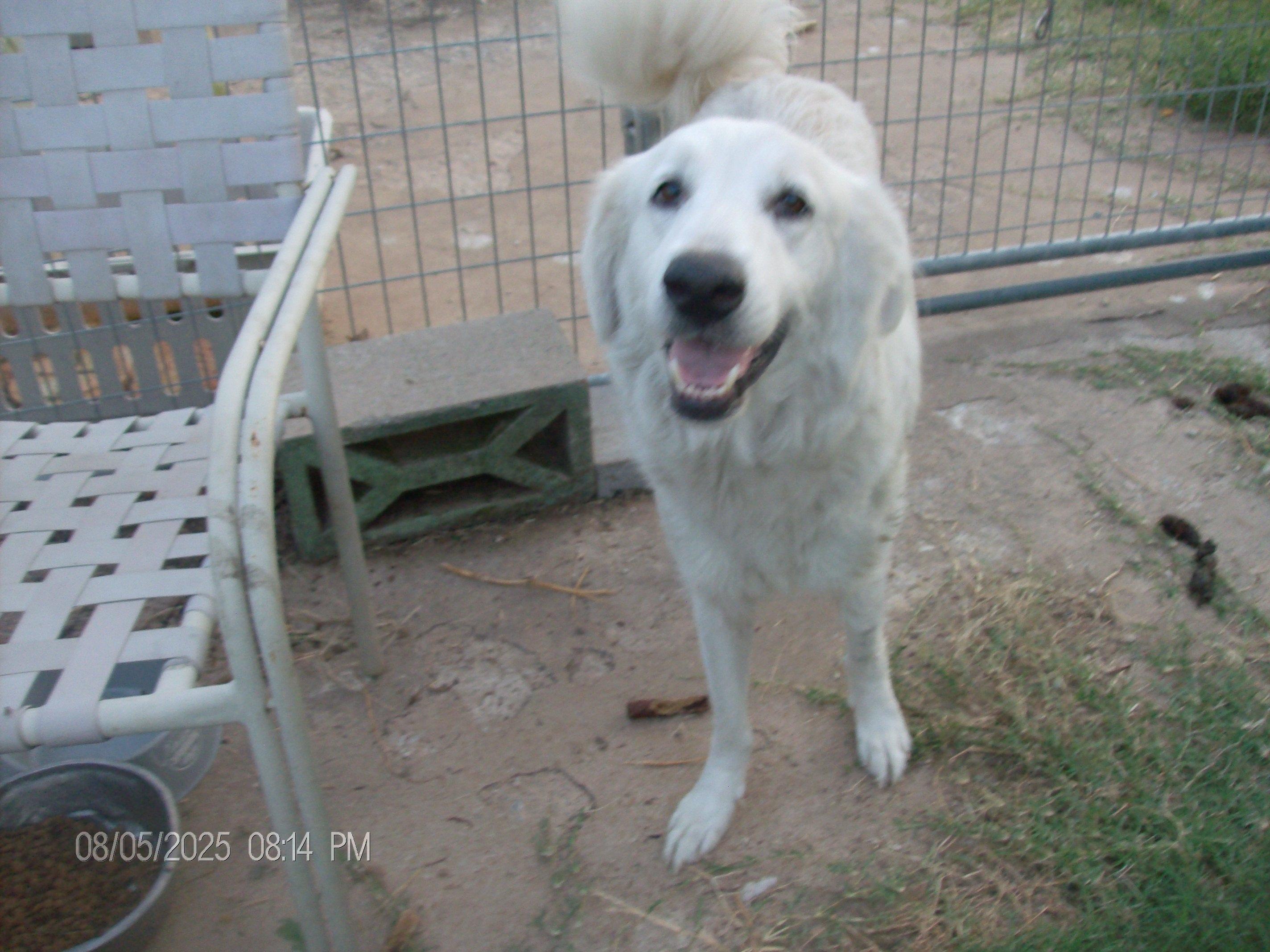 LACIE, a Adopted Great Pyrenees in Kellyville, OK image 5/6