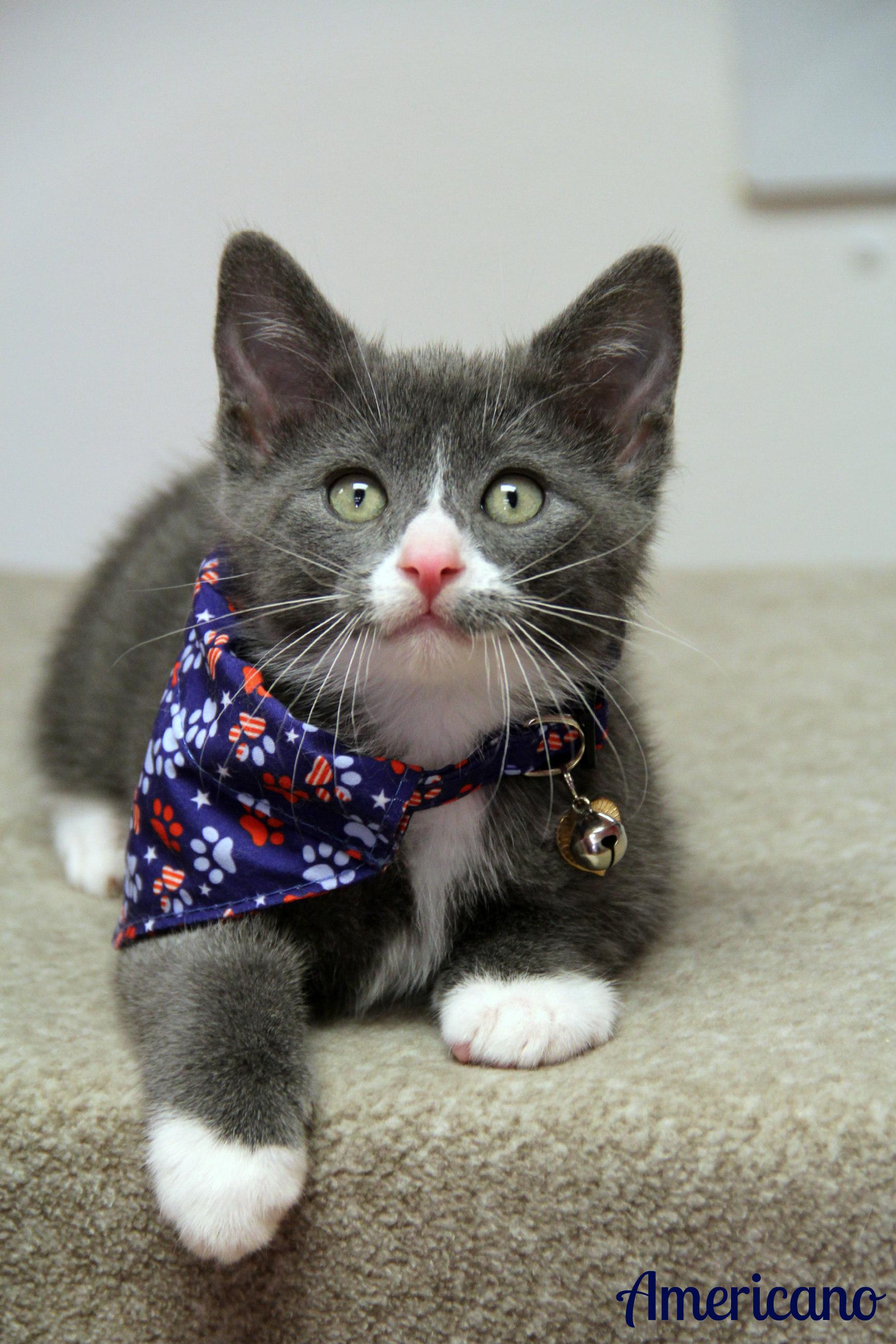Enlarge Americano, a ADOPTABLE Domestic Short Hair in Vinton, IA image 1/1