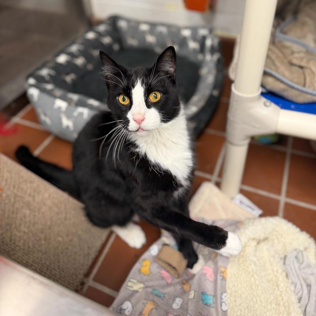 FREYJA (FKA OREO), Adoptable, Senior Male Domestic Medium Hair.