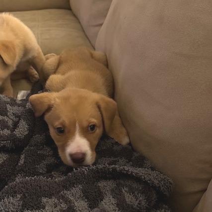 Blaze, Adoptable, Puppy Male Pit Bull Terrier & Great Pyrenees.