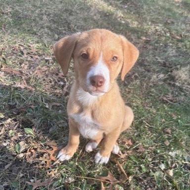 Blaze, a Adoptable mixed breed in Kansas City, MO image 2/6