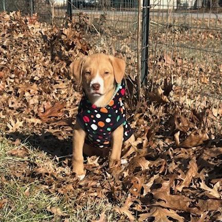 Blaze, a Adoptable mixed breed in Kansas City, MO image 3/6