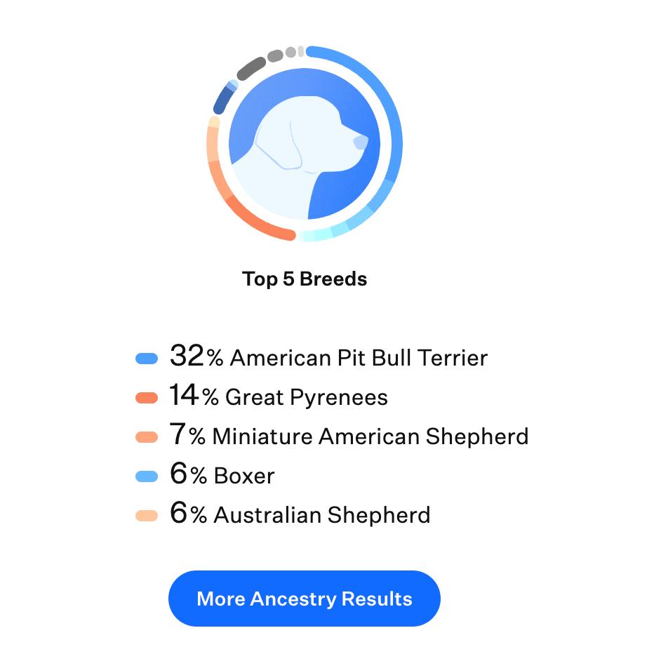 Blaze, a Adoptable mixed breed in Kansas City, MO image 4/6