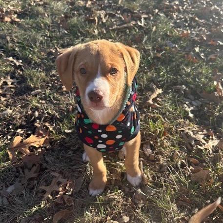 Blaze, a Adoptable mixed breed in Kansas City, MO image 5/6