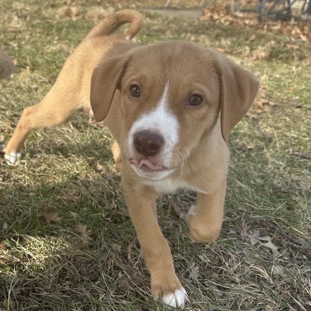Blaze, a Adoptable mixed breed in Kansas City, MO image 6/6