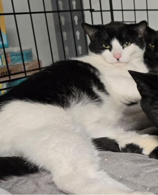 2025-171 Napolean Cream — thumbnail 2