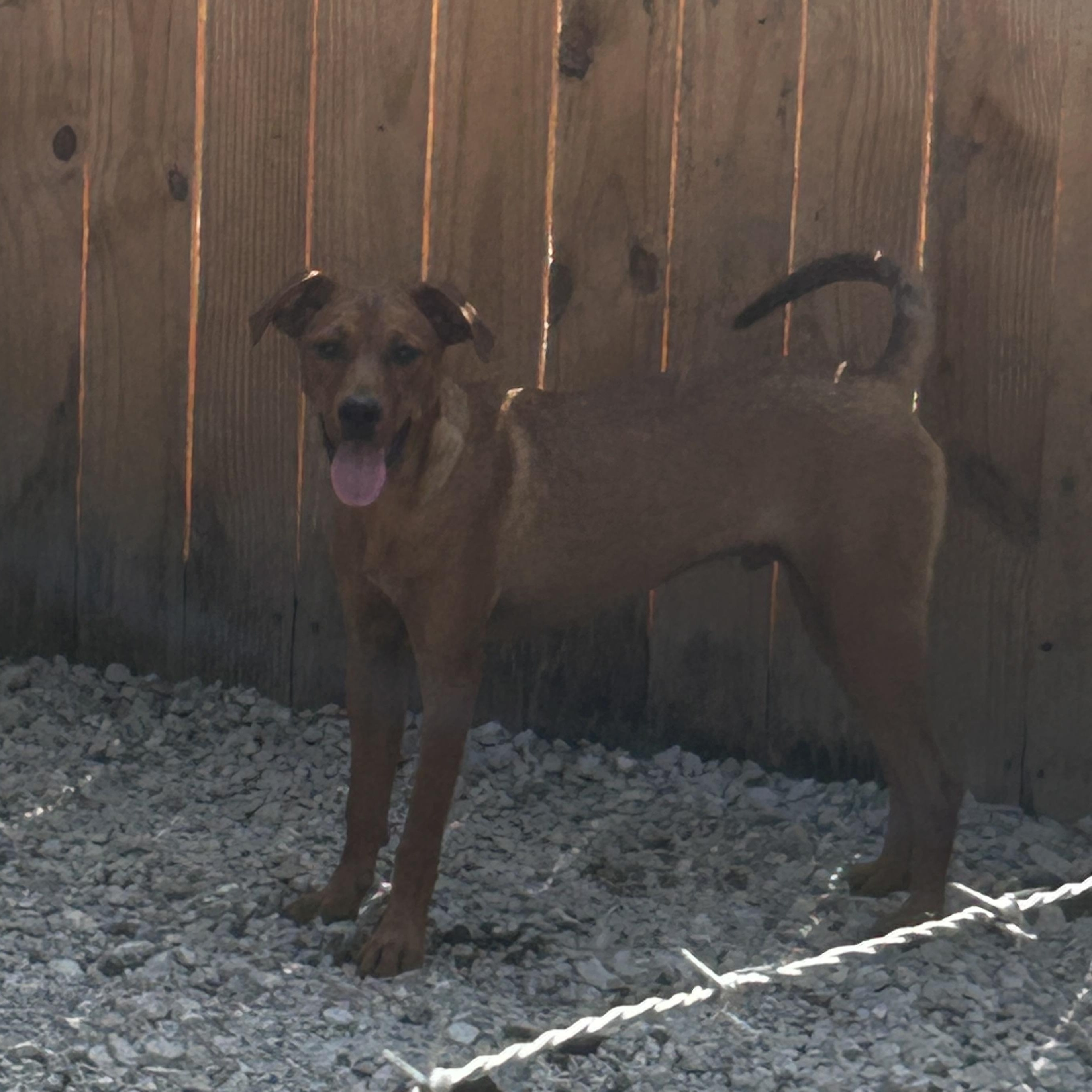 Harry, Adoptable, Puppy Male Mixed Breed.
