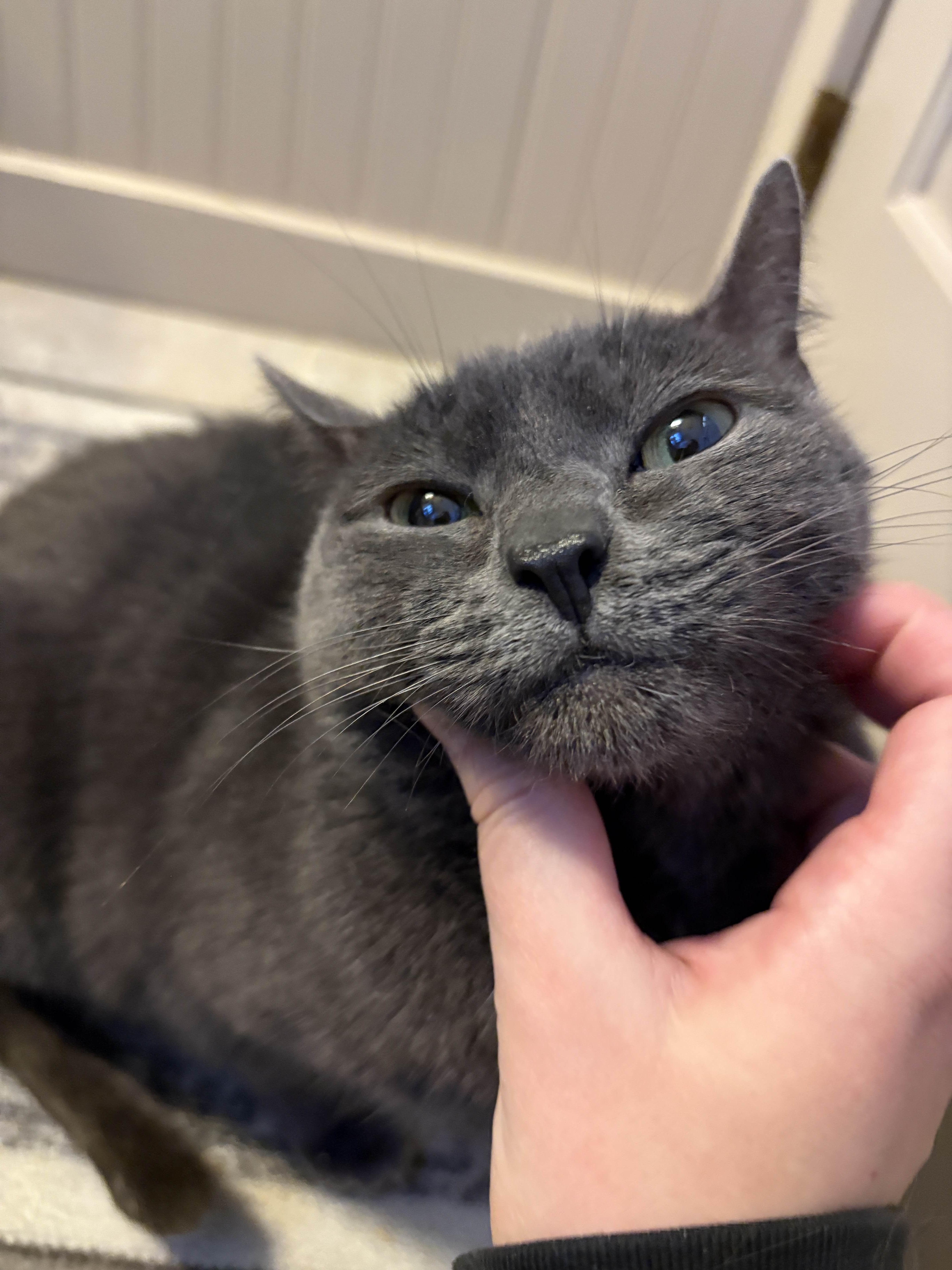 Pearl (Pearly Girl), ADOPTABLE, Adult Female Domestic Short Hair.