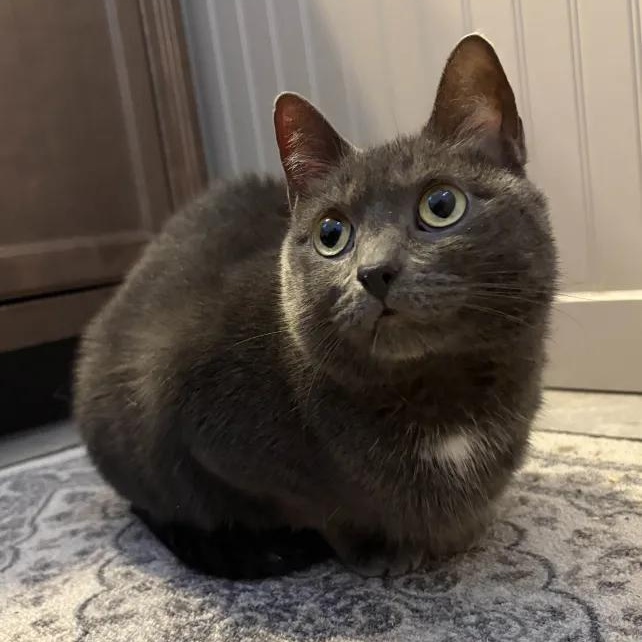 Pearl (Pearly Girl), adopted, Adult Female Domestic Short Hair.