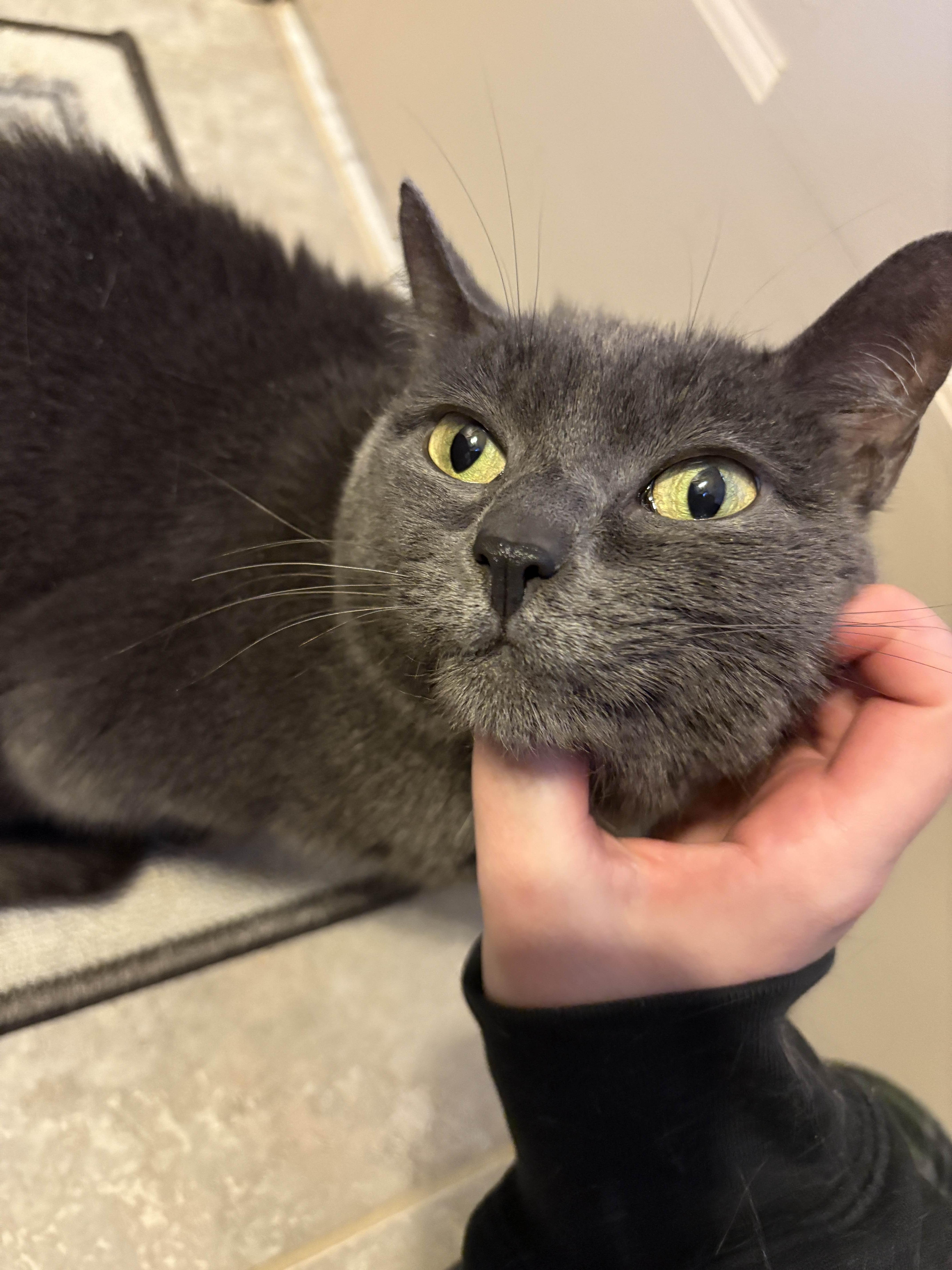 Pearl (Pearly Girl), a ADOPTABLE Domestic Short Hair in Monroe Township, NJ image 6/6