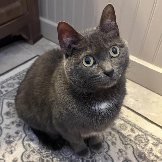 Pearl (Pearly Girl), a ADOPTABLE Domestic Short Hair in Monroe Township, NJ image 3/6