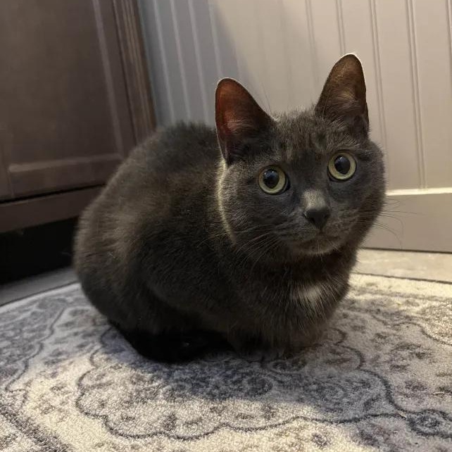 Pearl (Pearly Girl), a ADOPTABLE Domestic Short Hair in Monroe Township, NJ image 4/6