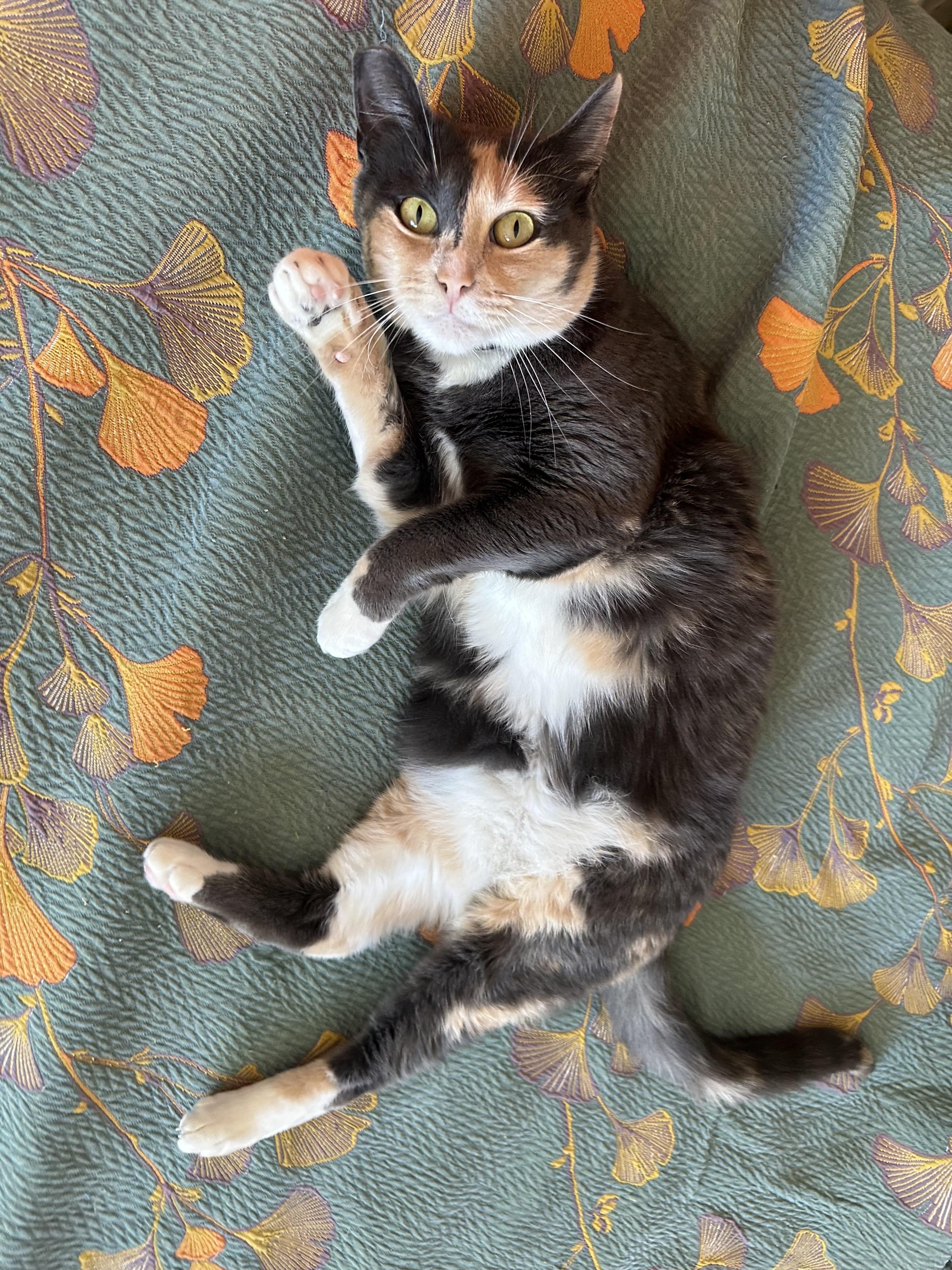 Enlarge Aunt Gladys, a ADOPTABLE mixed breed in Sherman Oaks, CA image 2/6