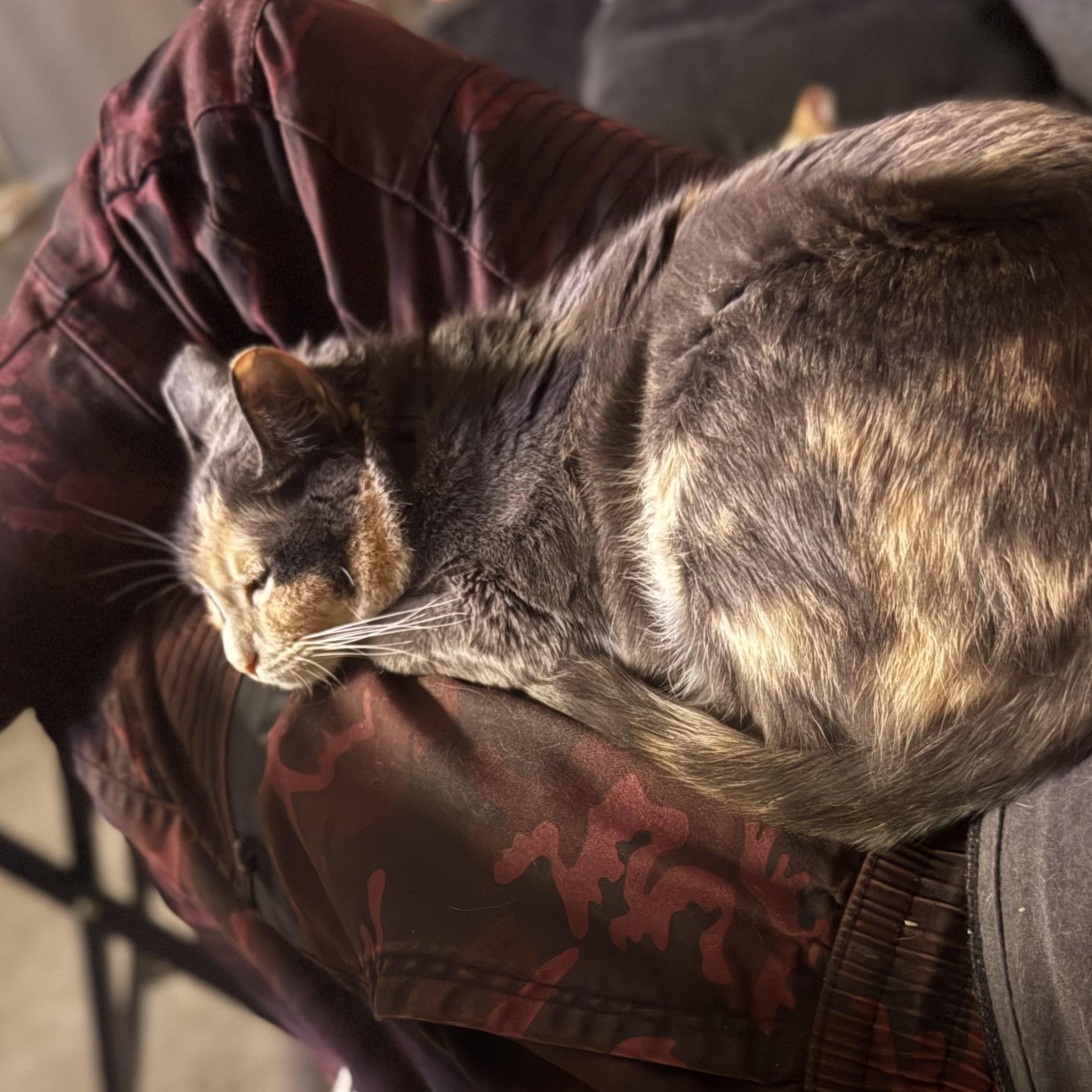 Enlarge Aunt Gladys, a ADOPTABLE mixed breed in Sherman Oaks, CA image 4/6