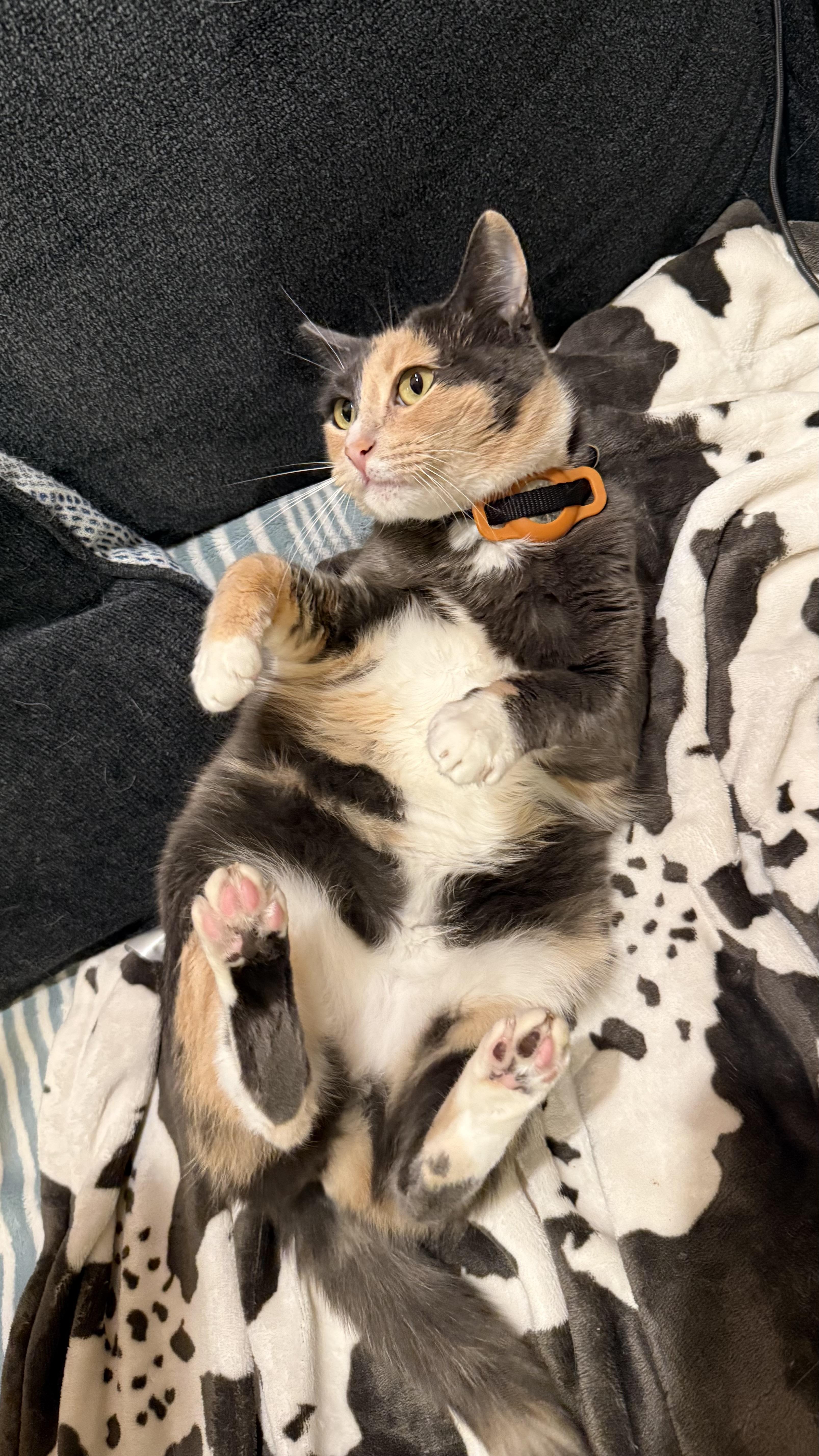 Enlarge Aunt Gladys, a ADOPTABLE mixed breed in Sherman Oaks, CA image 5/6