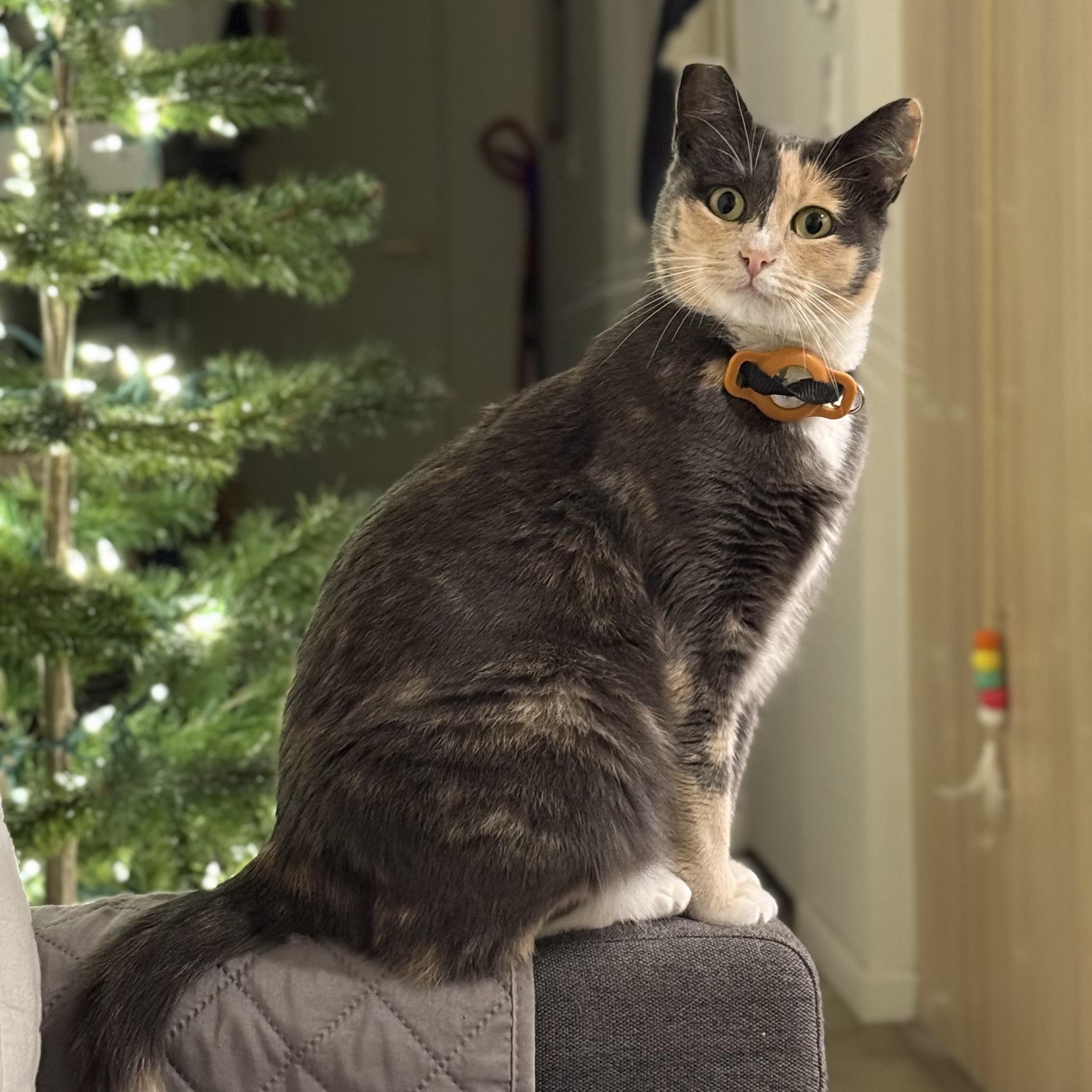 Enlarge Aunt Gladys, a ADOPTABLE mixed breed in Sherman Oaks, CA image 3/6