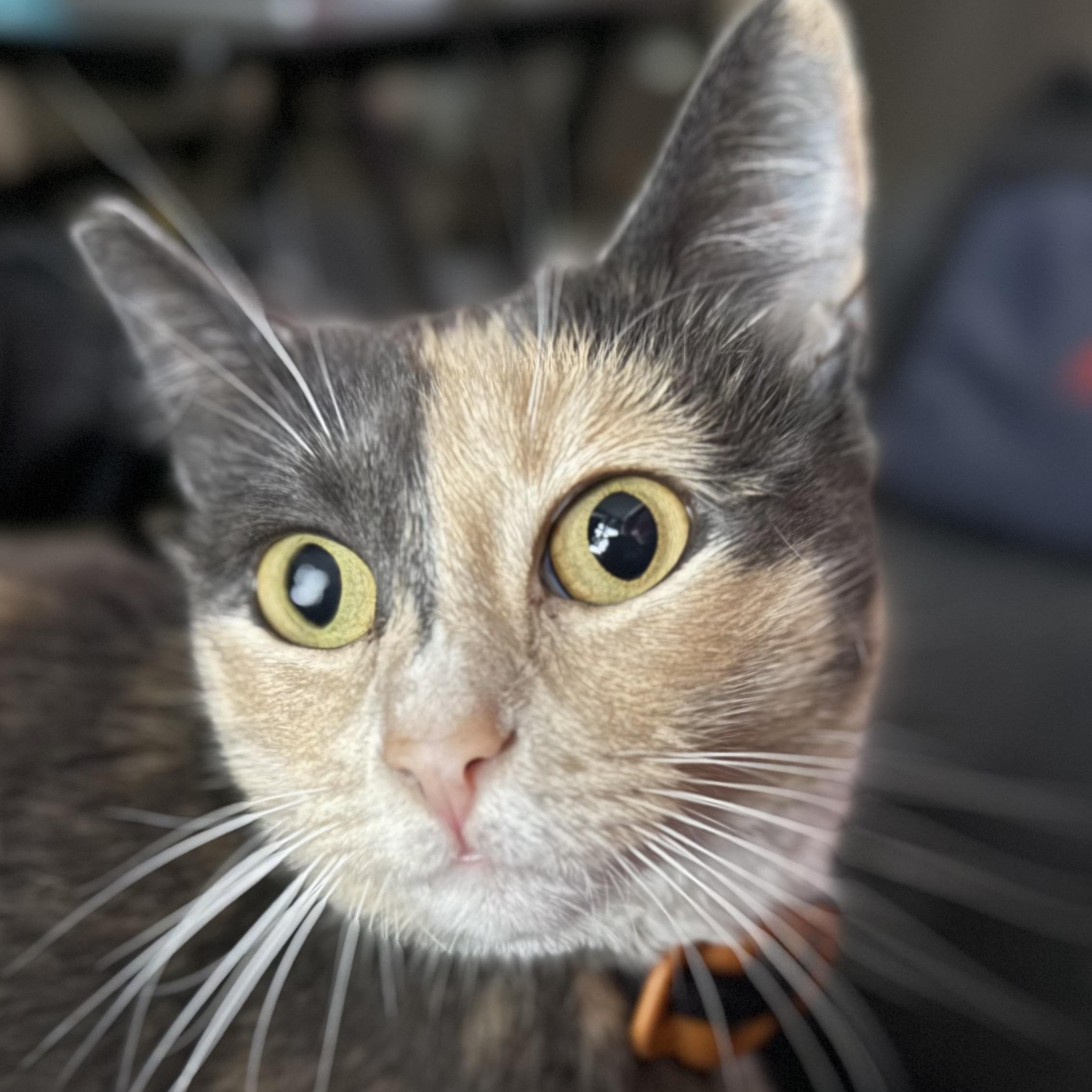 Enlarge Aunt Gladys, a ADOPTABLE mixed breed in Sherman Oaks, CA image 1/6