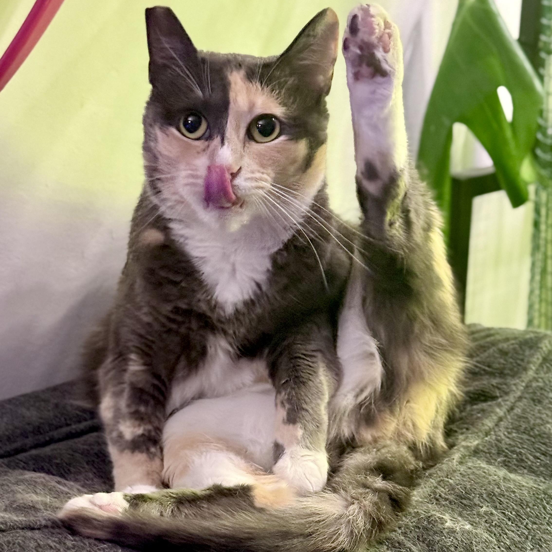 Enlarge Miso, a ADOPTABLE mixed breed in Los Angeles, CA image 1/6