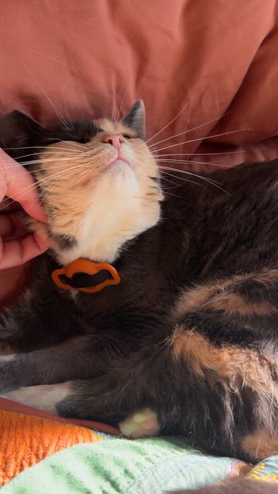 Enlarge Aunt Gladys, a ADOPTABLE mixed breed in Sherman Oaks, CA video 6/6