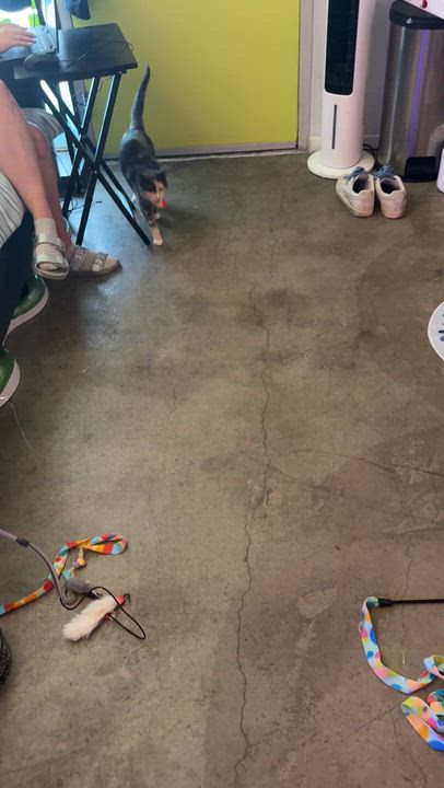 Enlarge Miso, a ADOPTABLE mixed breed in Los Angeles, CA video 6/6