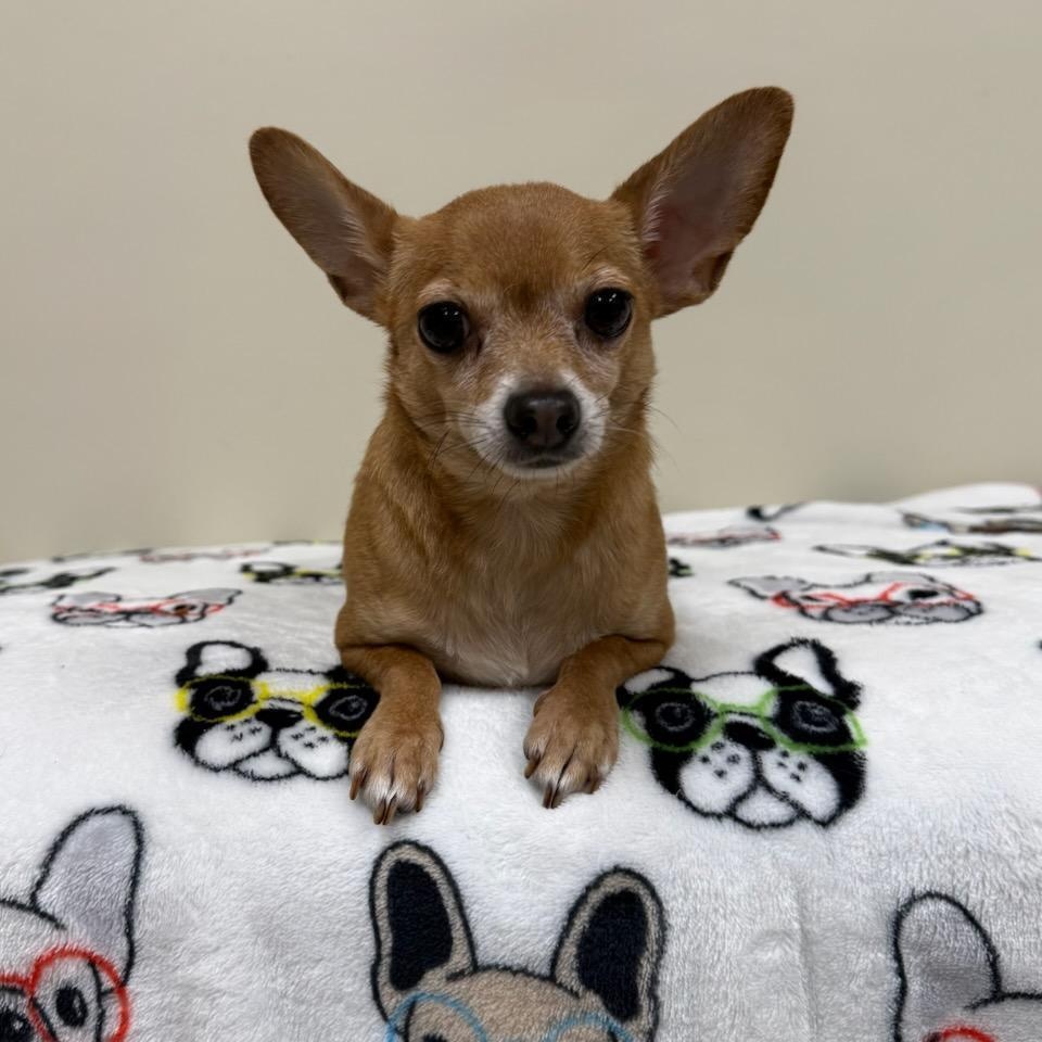 Ryder, adopted, Adult Male Chihuahua.