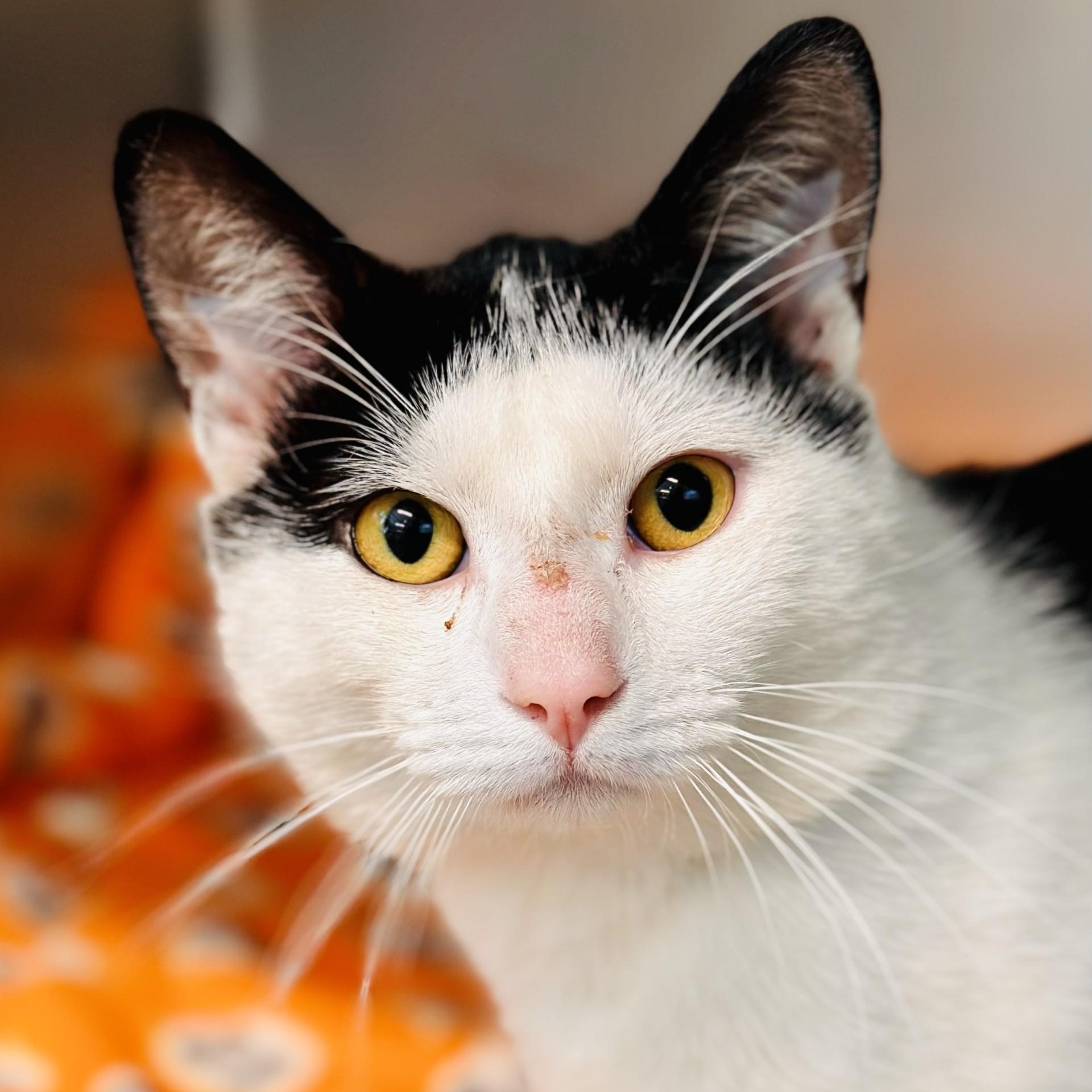 Enlarge Porthos , an adopted Domestic Short Hair in Jackson, NJ image 1/2