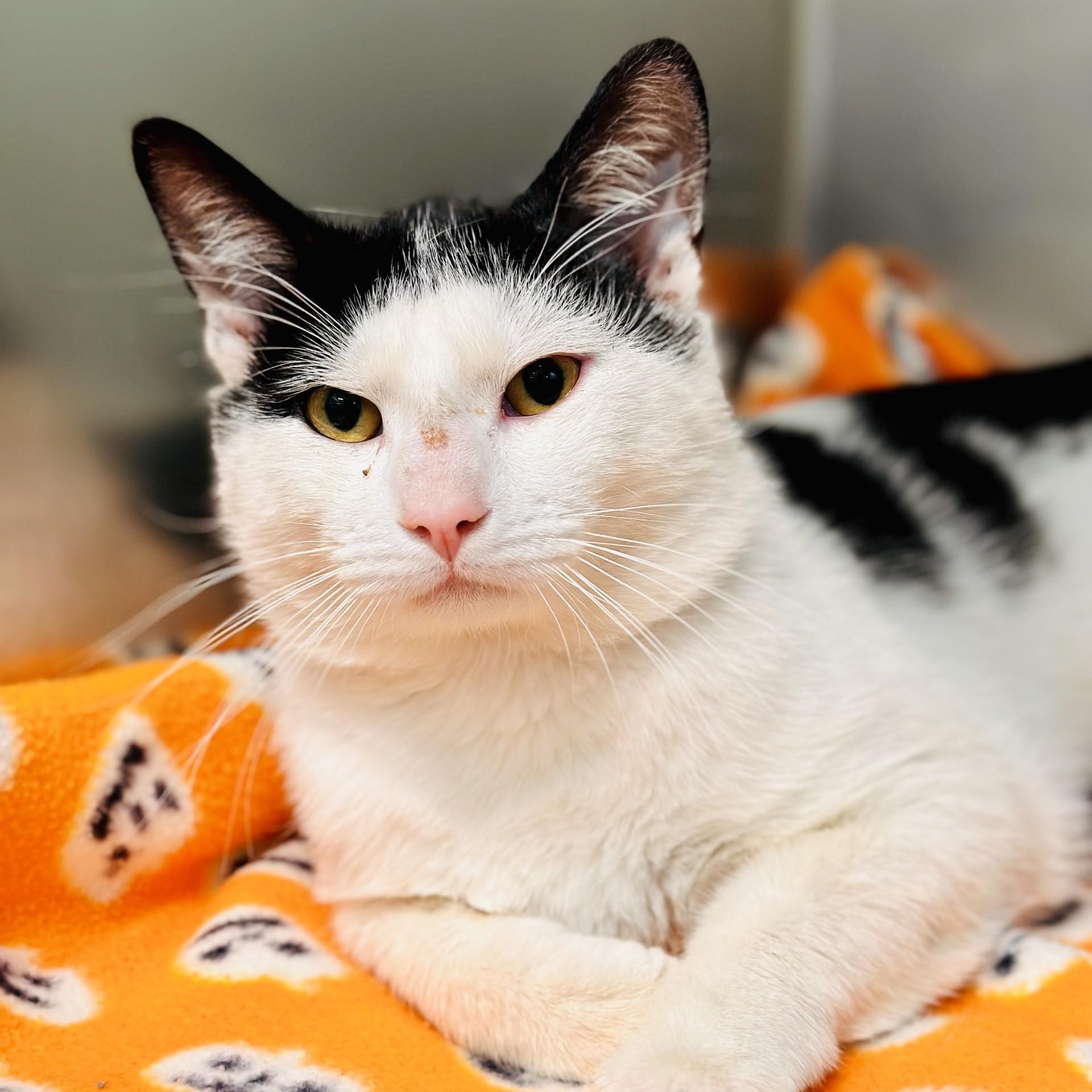 Enlarge Porthos , an adopted Domestic Short Hair in Jackson, NJ image 2/2