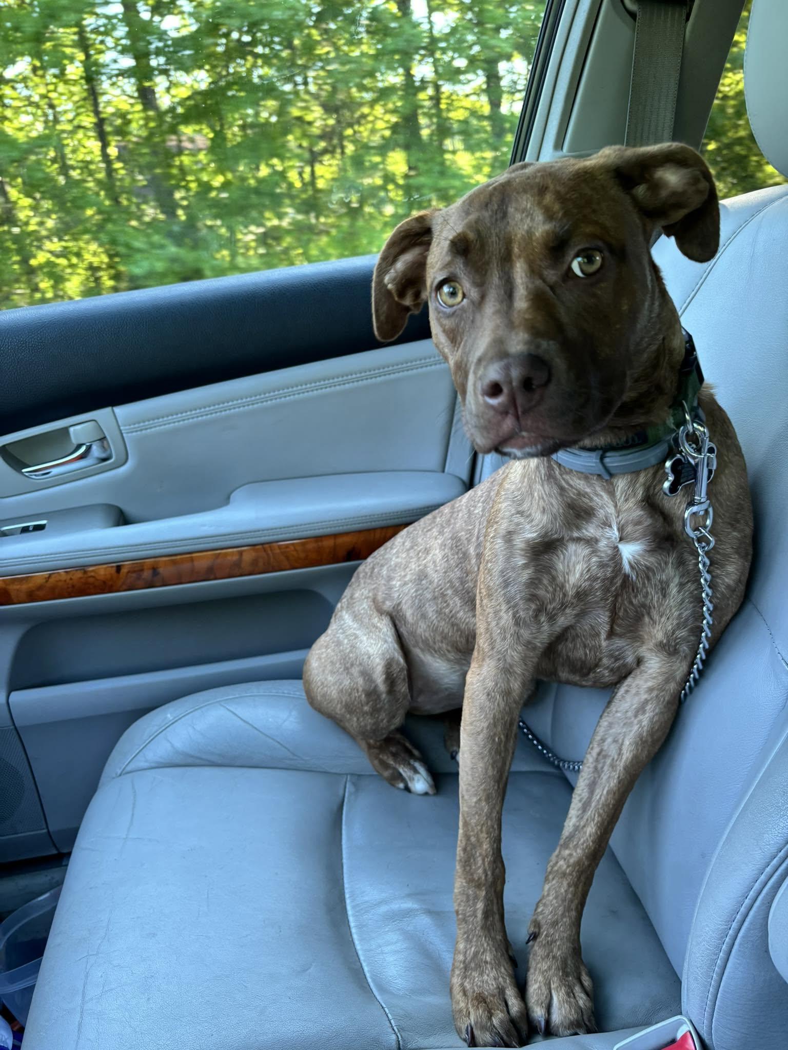 Scarlet, adopted, Young Female Pit Bull Terrier.