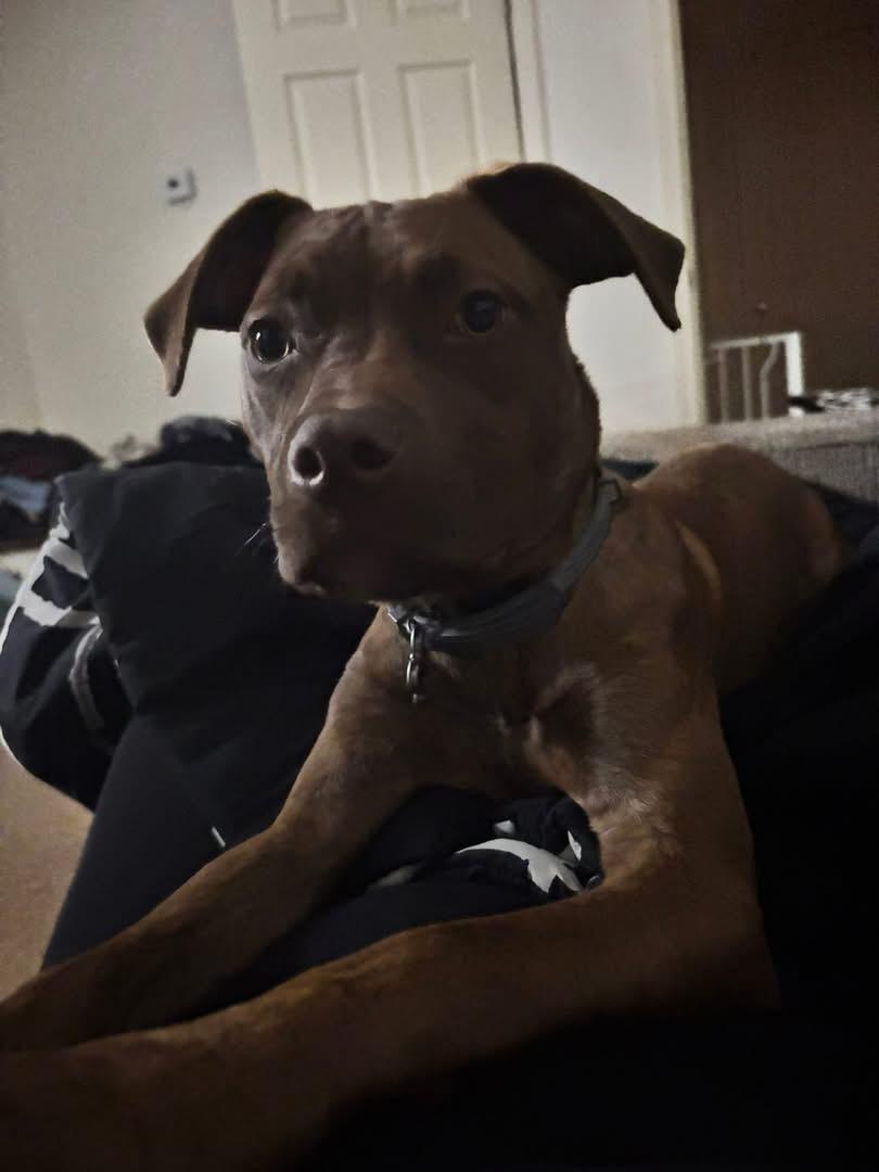 Enlarge Scarlet, an adopted mixed breed in Ipswich, MA image 3/3