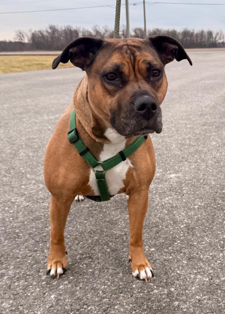 Enlarge Mochi, a Adoptable mixed breed in Defiance, OH image 1/6